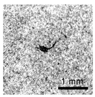 Applsci 12 11266 i002 Applsci 12 11266 i002