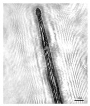 Applsci 12 11266 i005 Applsci 12 11266 i005