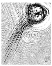 Applsci 12 11266 i007 Applsci 12 11266 i007