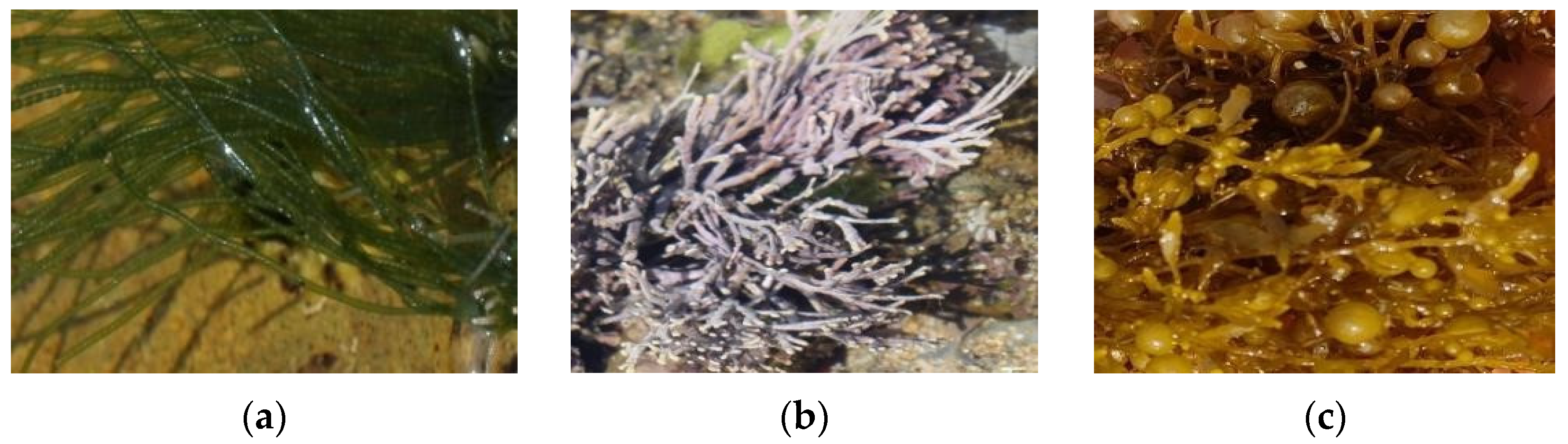 Applsci 12 11954 g001a Applsci 12 11954 g001a