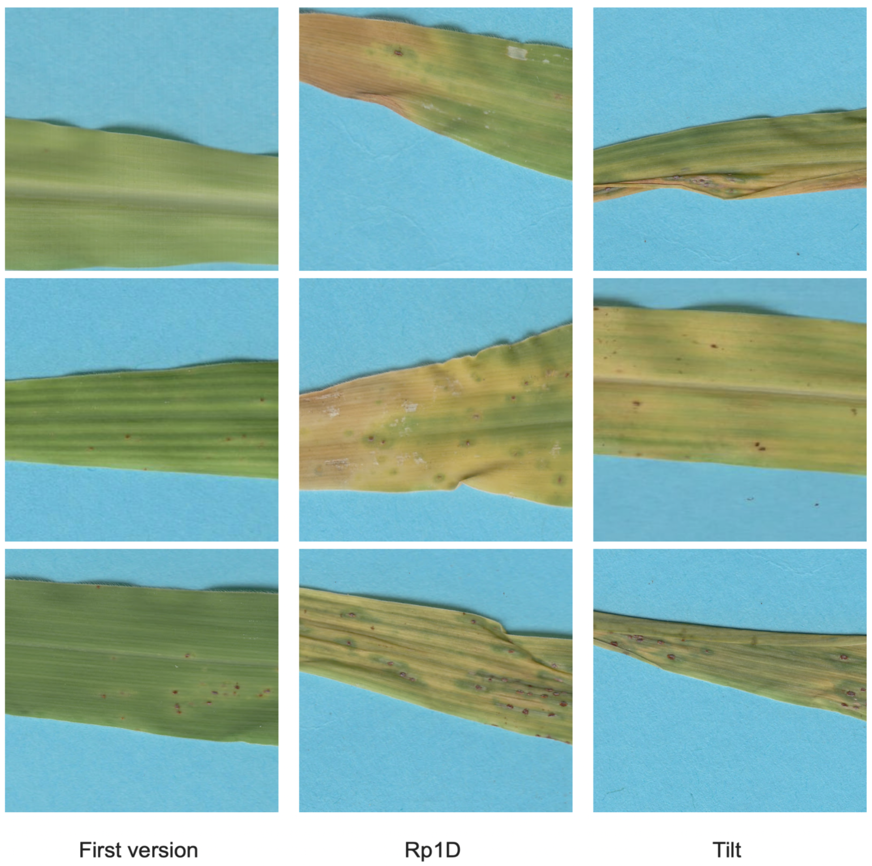 Applsci 12 12215 g001 Applsci 12 12215 g001