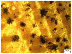 Applsci 13 00228 i008