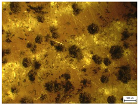 Applsci 13 00228 i009