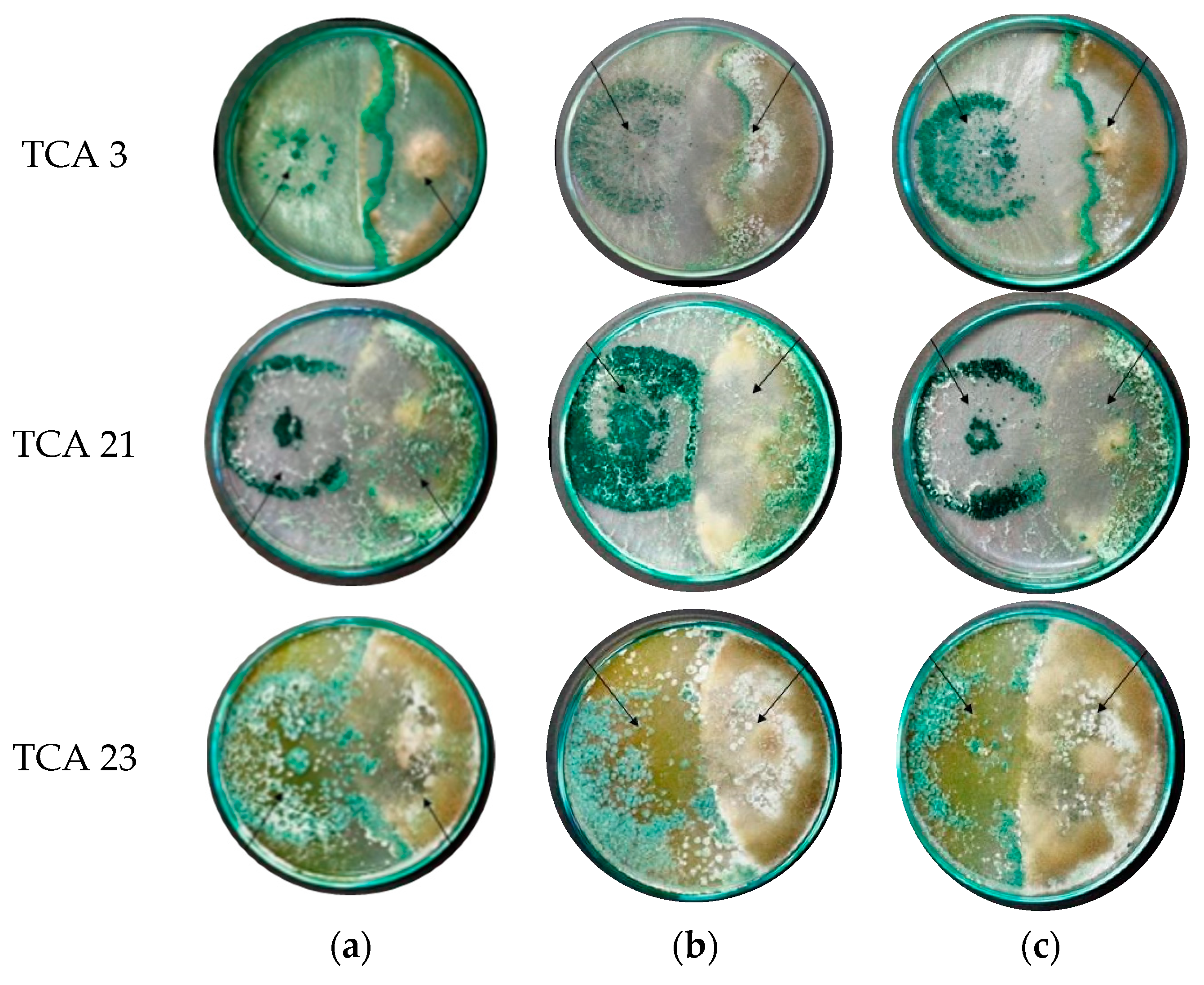 Applsci 13 00811 g003 Applsci 13 00811 g003