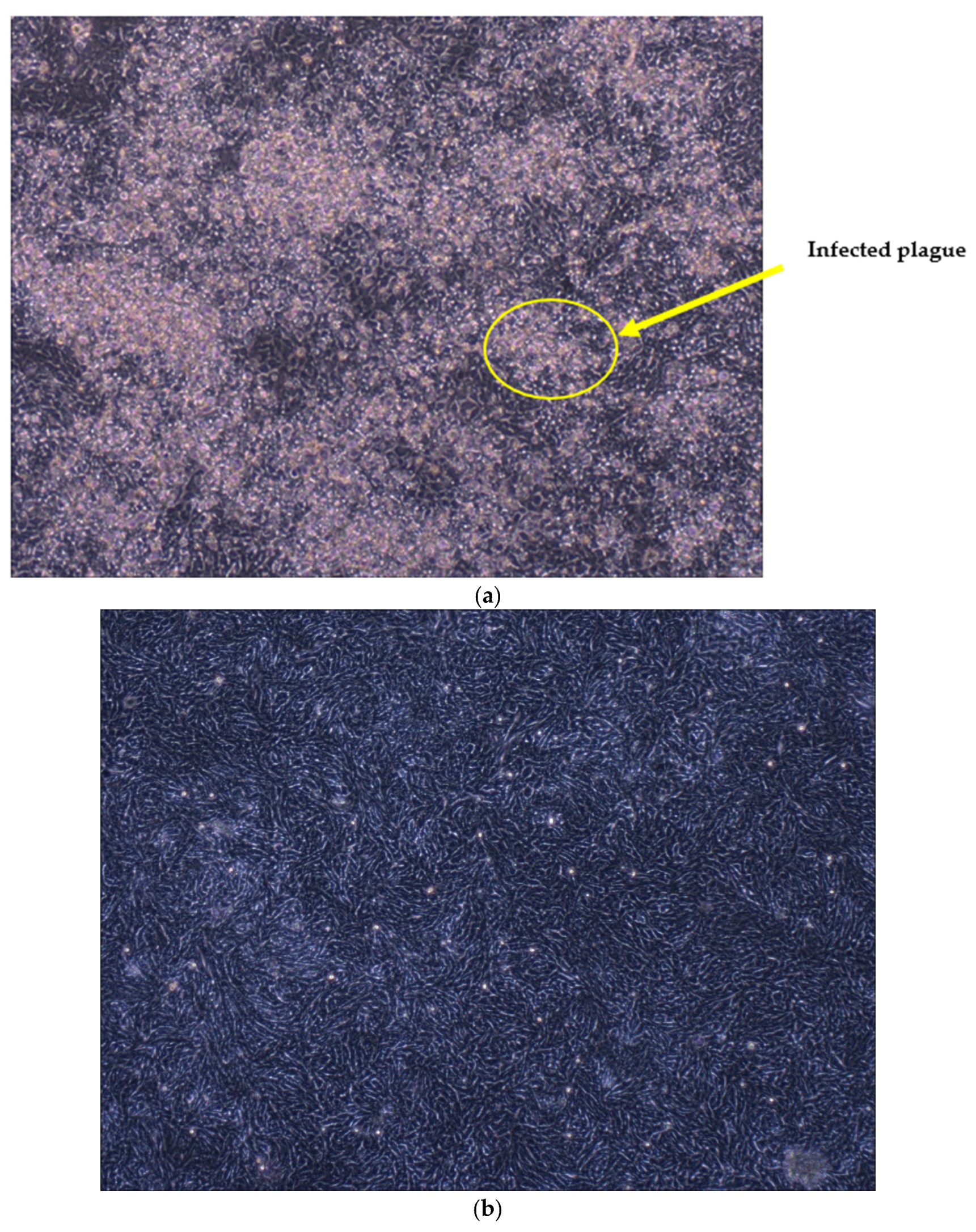 Applsci 13 01426 g005