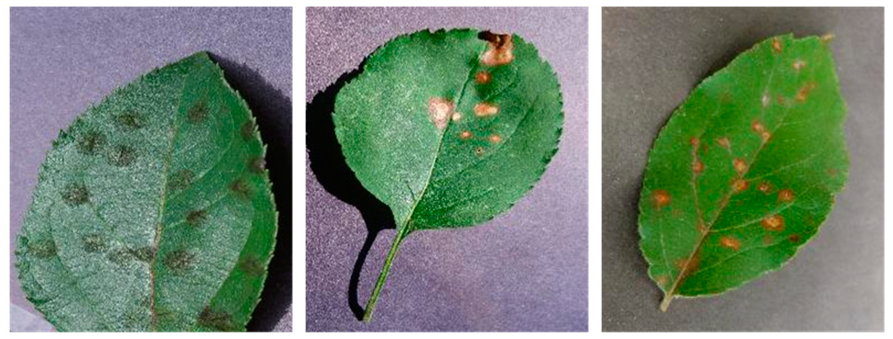 Applsci 13 01465 g004