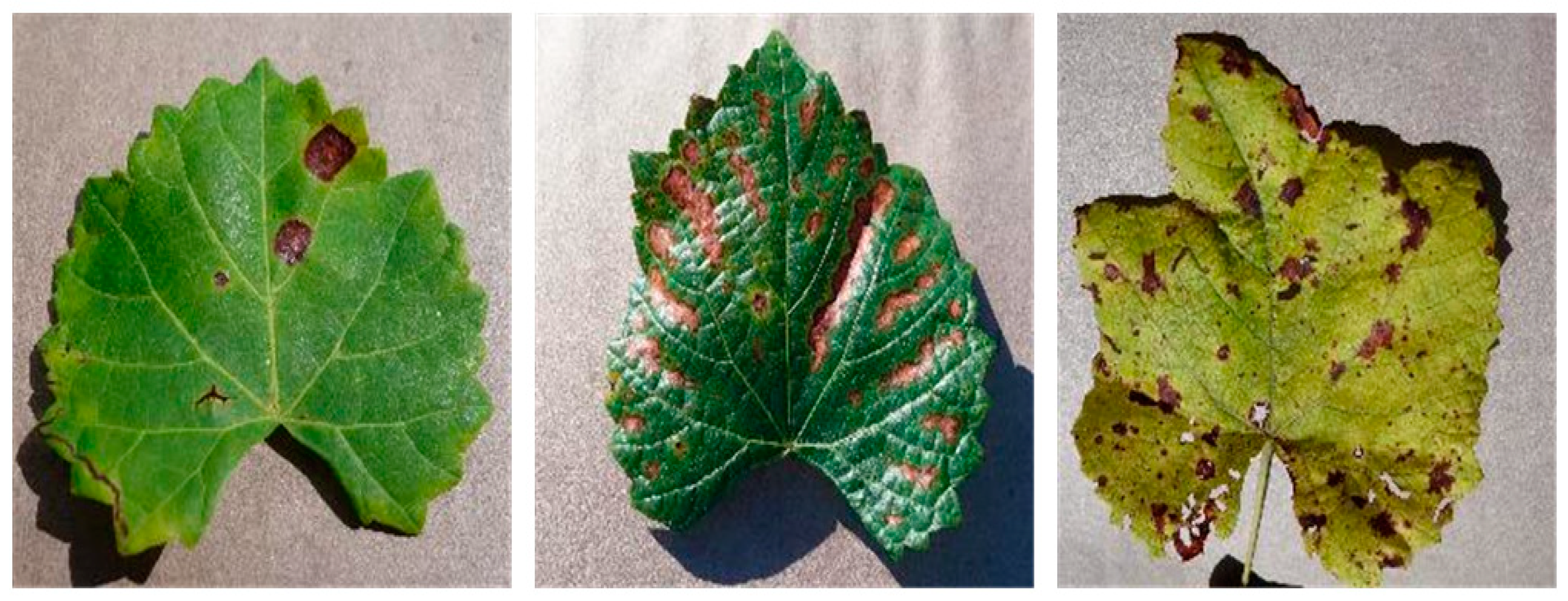 Applsci 13 01465 g005