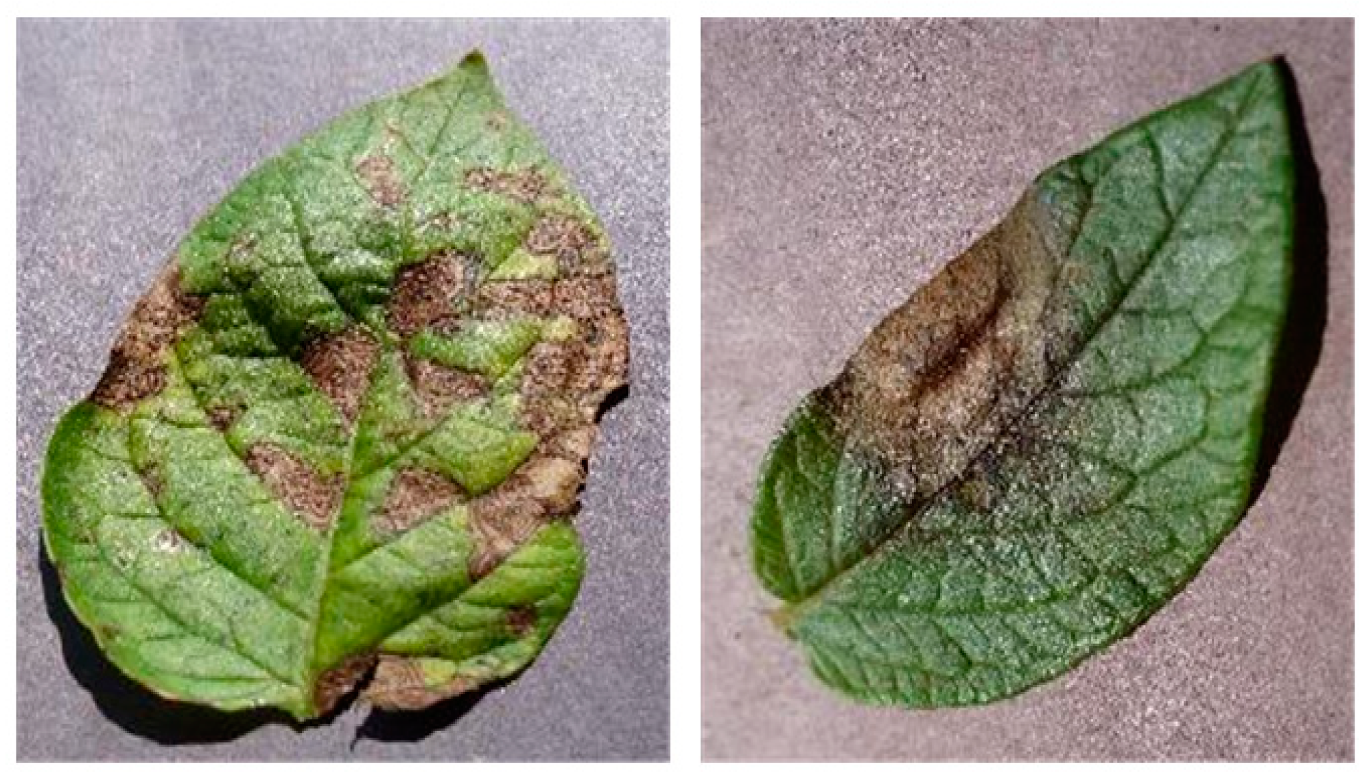 Applsci 13 01465 g006