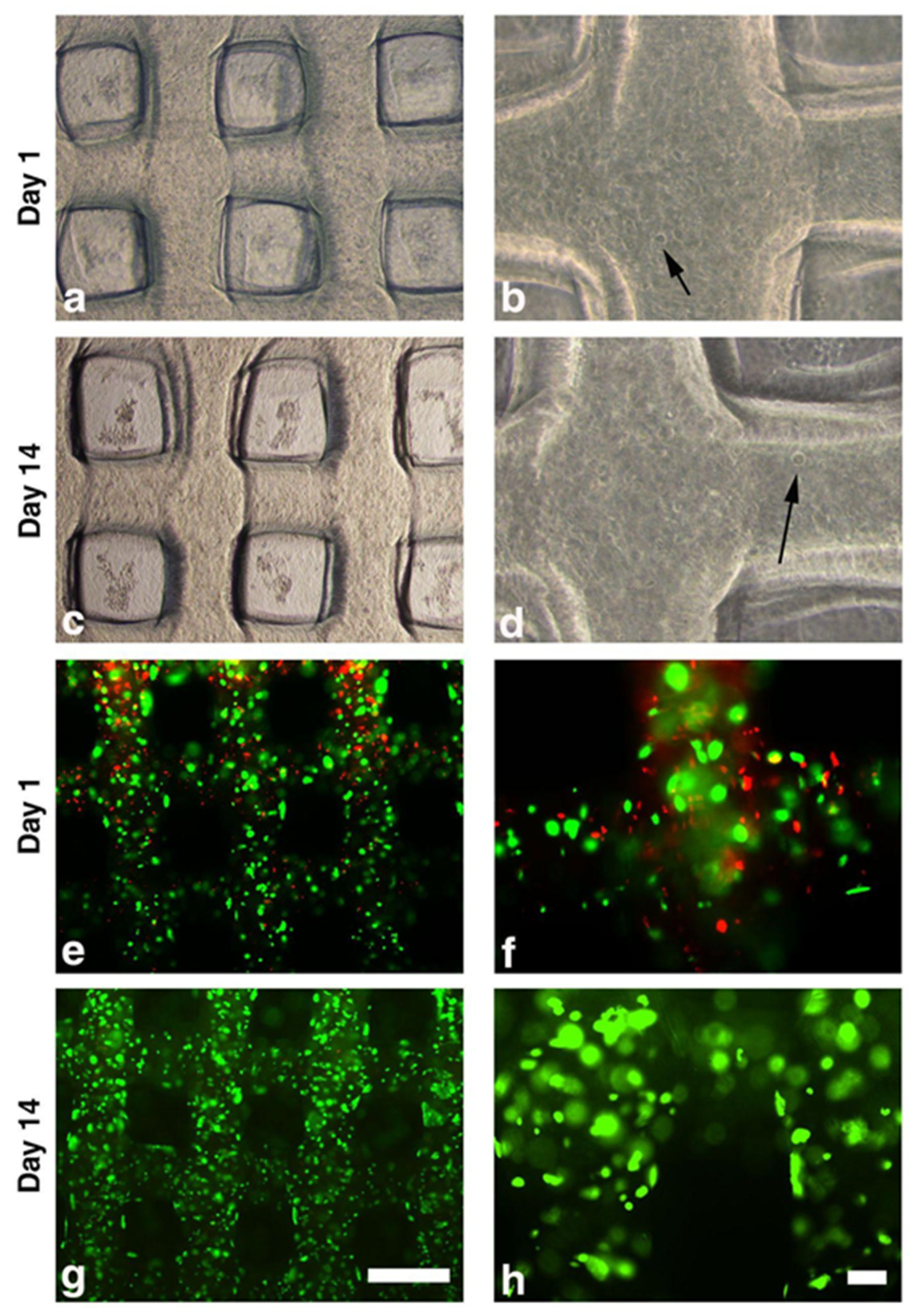 Applsci 13 01889 g005 Applsci 13 01889 g005