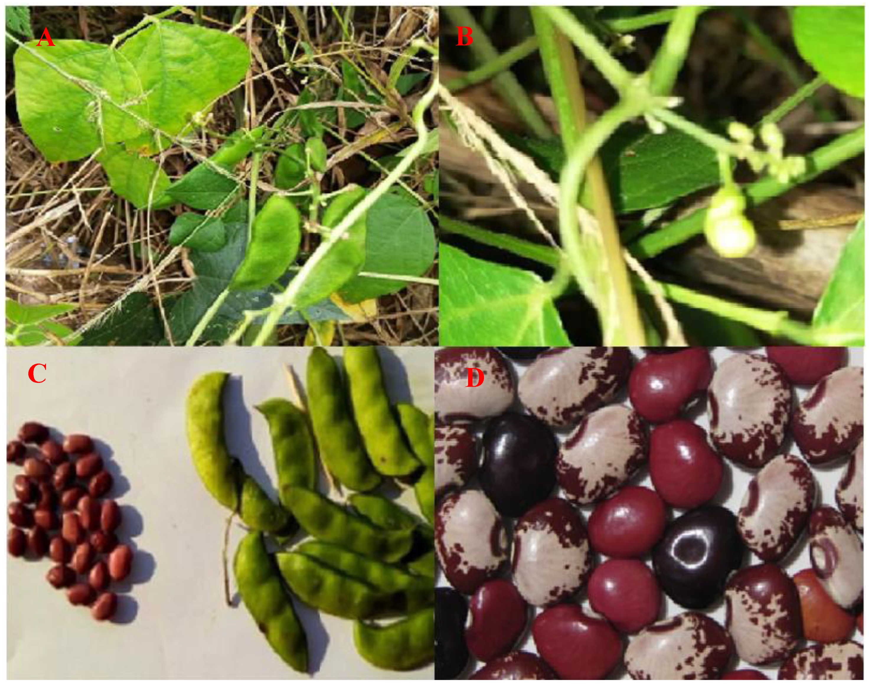 Applsci 13 01996 g002