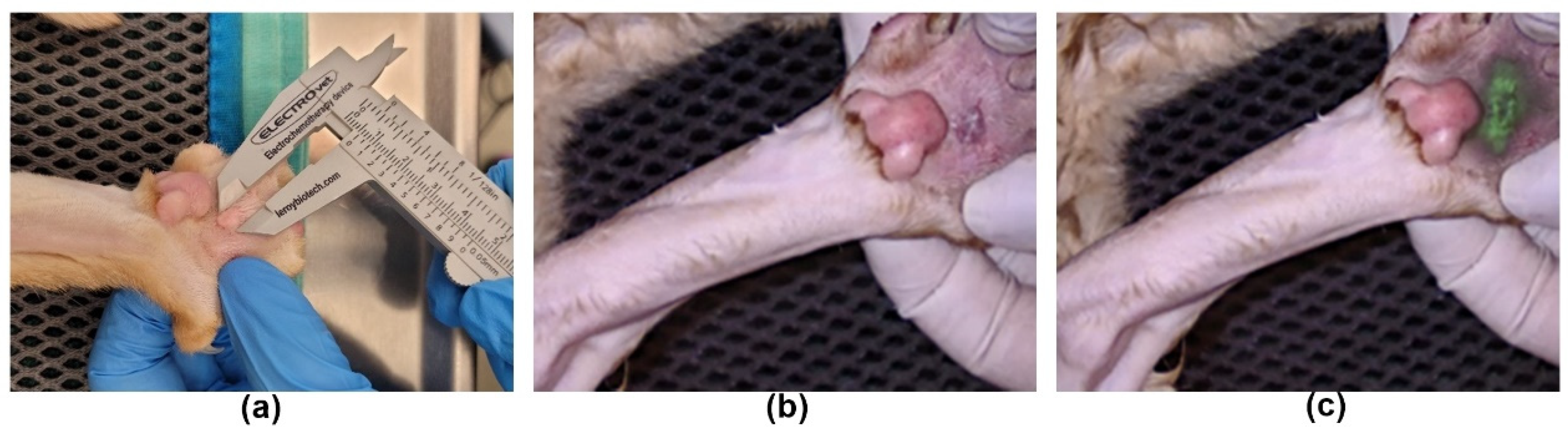 Applsci 13 02027 g001