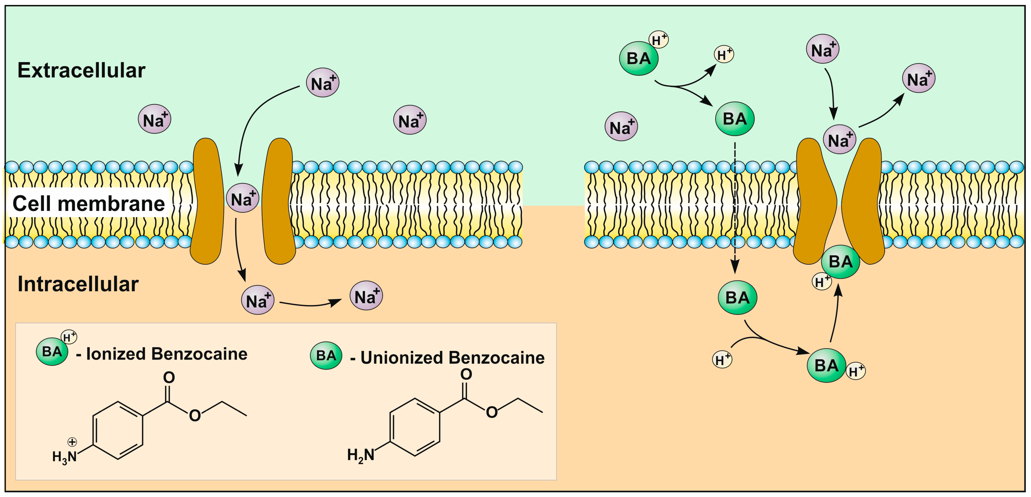Applsci 13 02052 g001