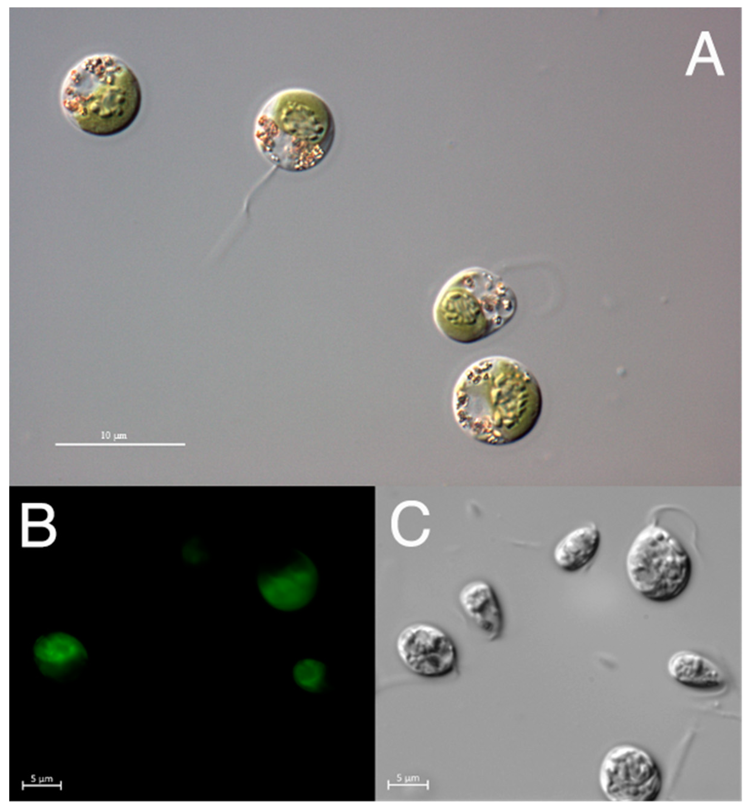 Applsci 13 02146 g001