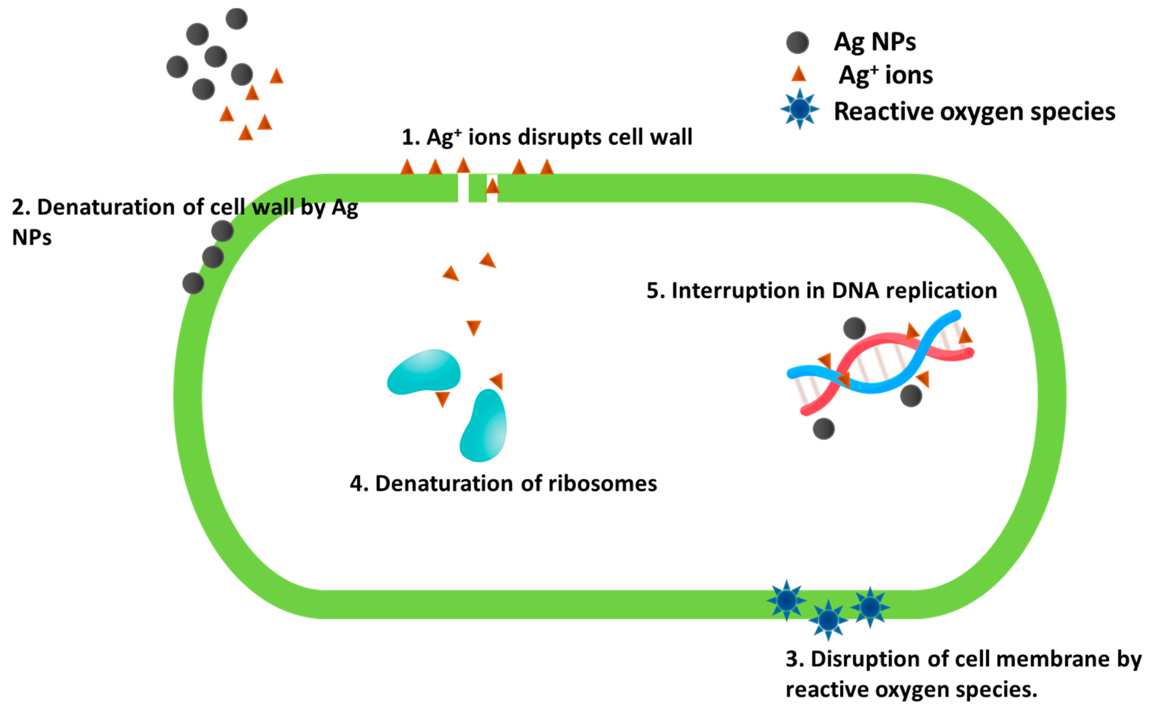 Applsci 13 02158 g005