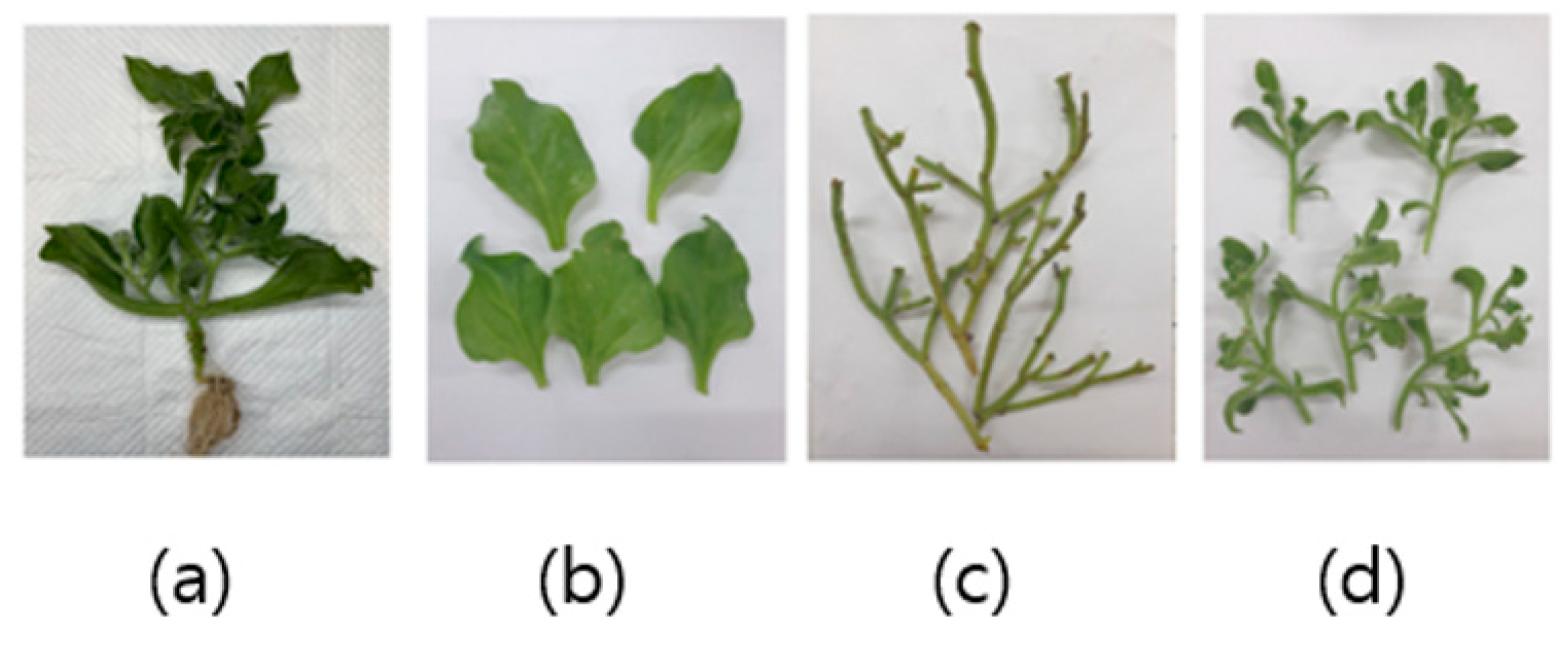 Applsci 13 02527 g001