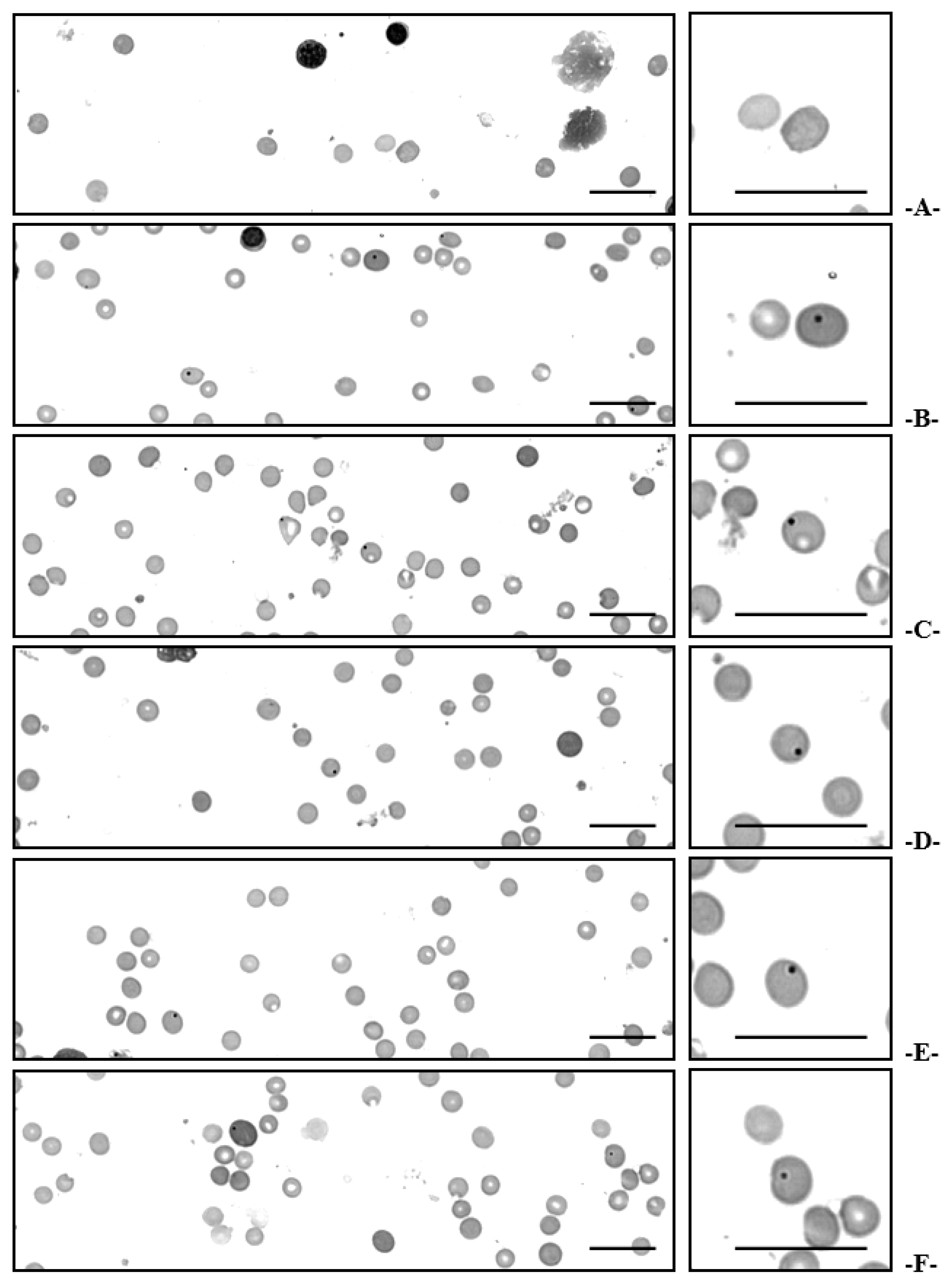 Applsci 13 02959 g005