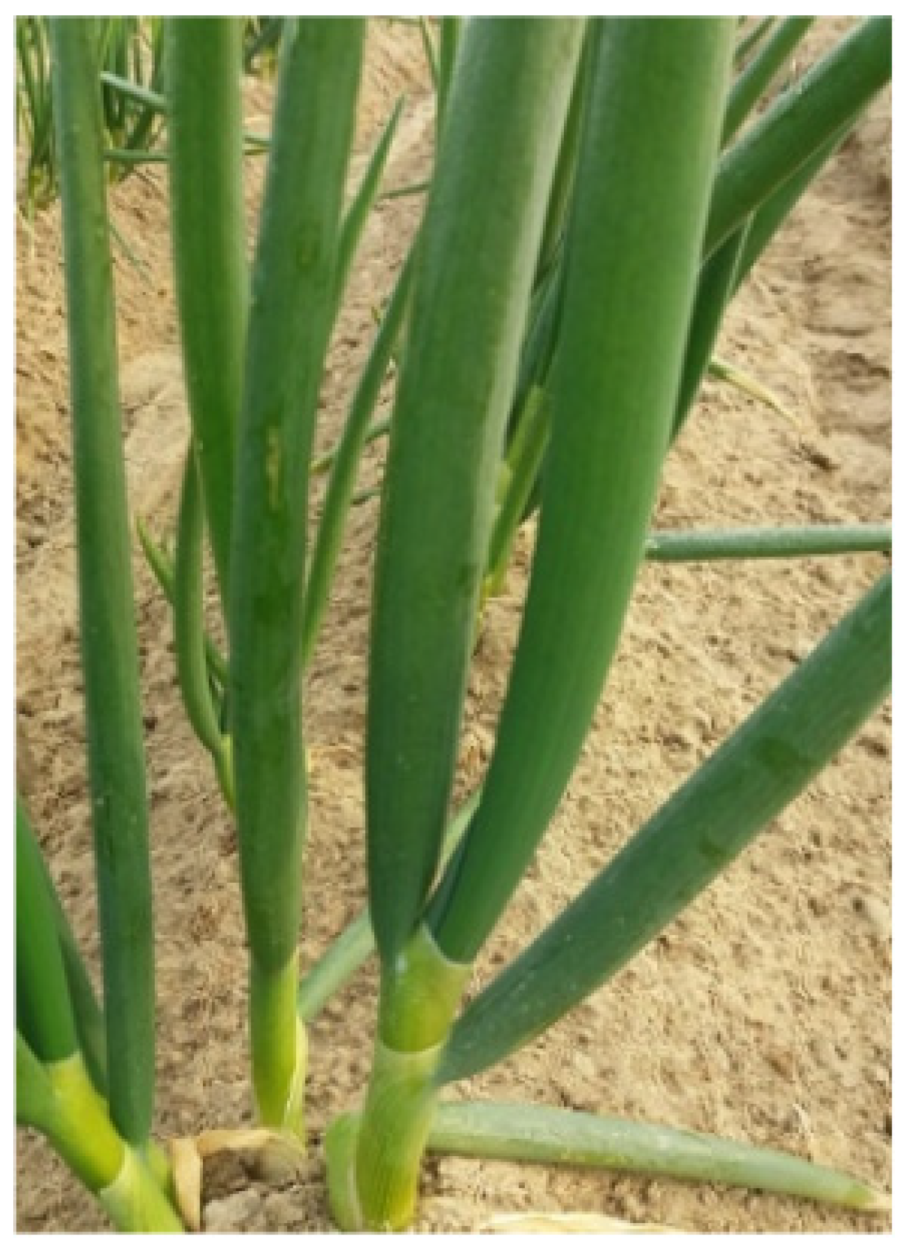 Applsci 13 03148 g017 Applsci 13 03148 g017