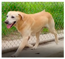 Applsci 13 04596 i002