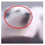 Applsci 13 04596 i022