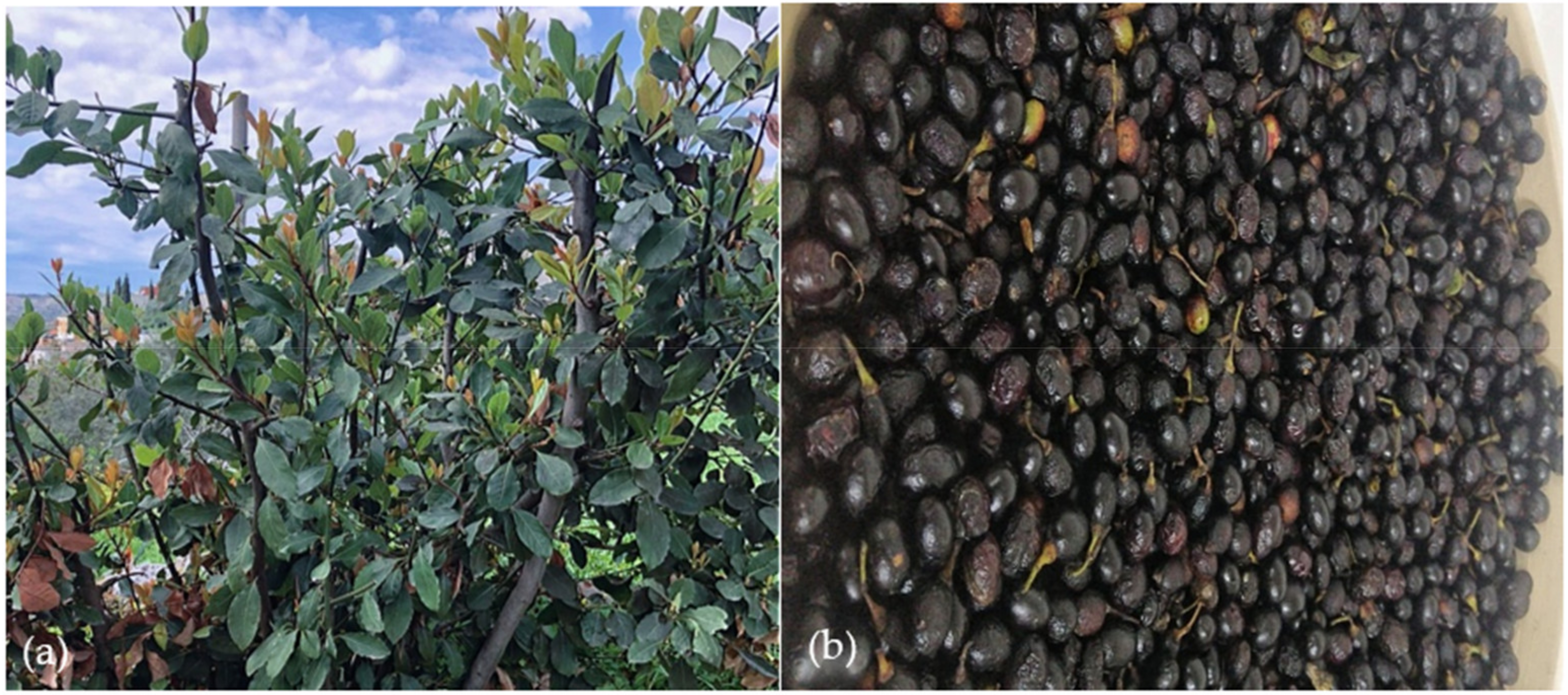 Applsci 13 04606 g001