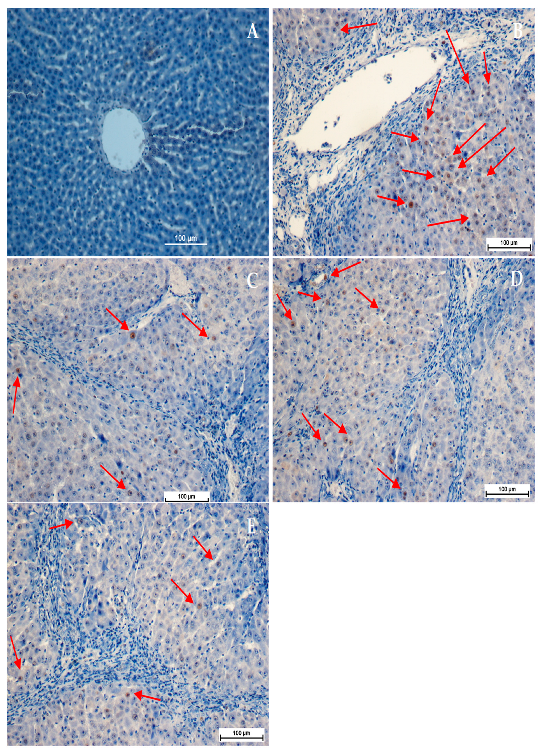 Applsci 13 05243 g005