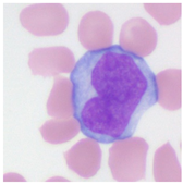 Applsci 13 05296 i009