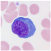 Applsci 13 05296 i010