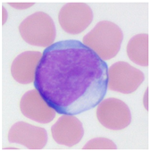 Applsci 13 05296 i011