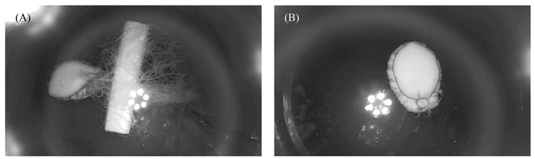 Applsci 13 05559 g004