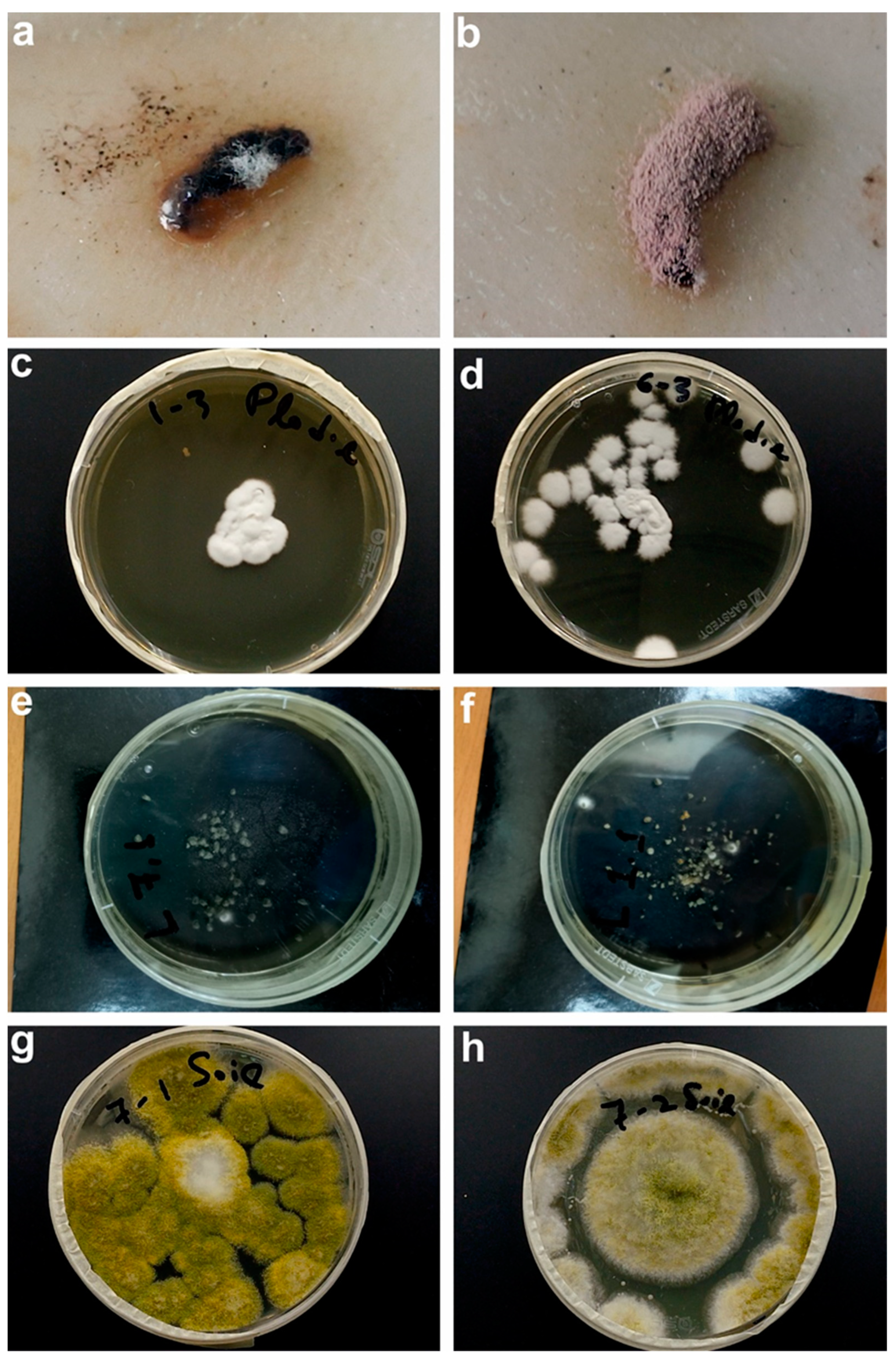 Applsci 13 05772 g009