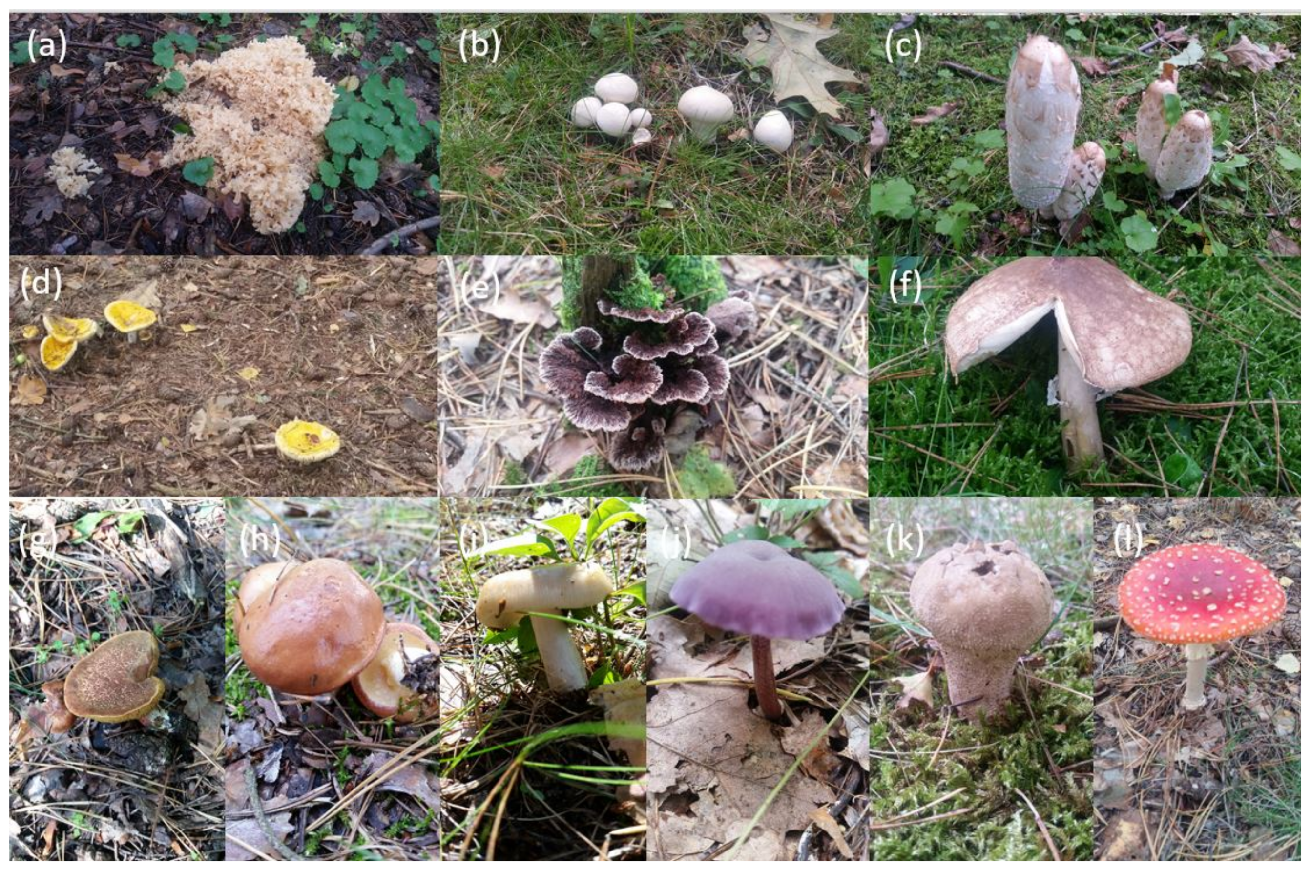 Applsci 13 05800 g0a1