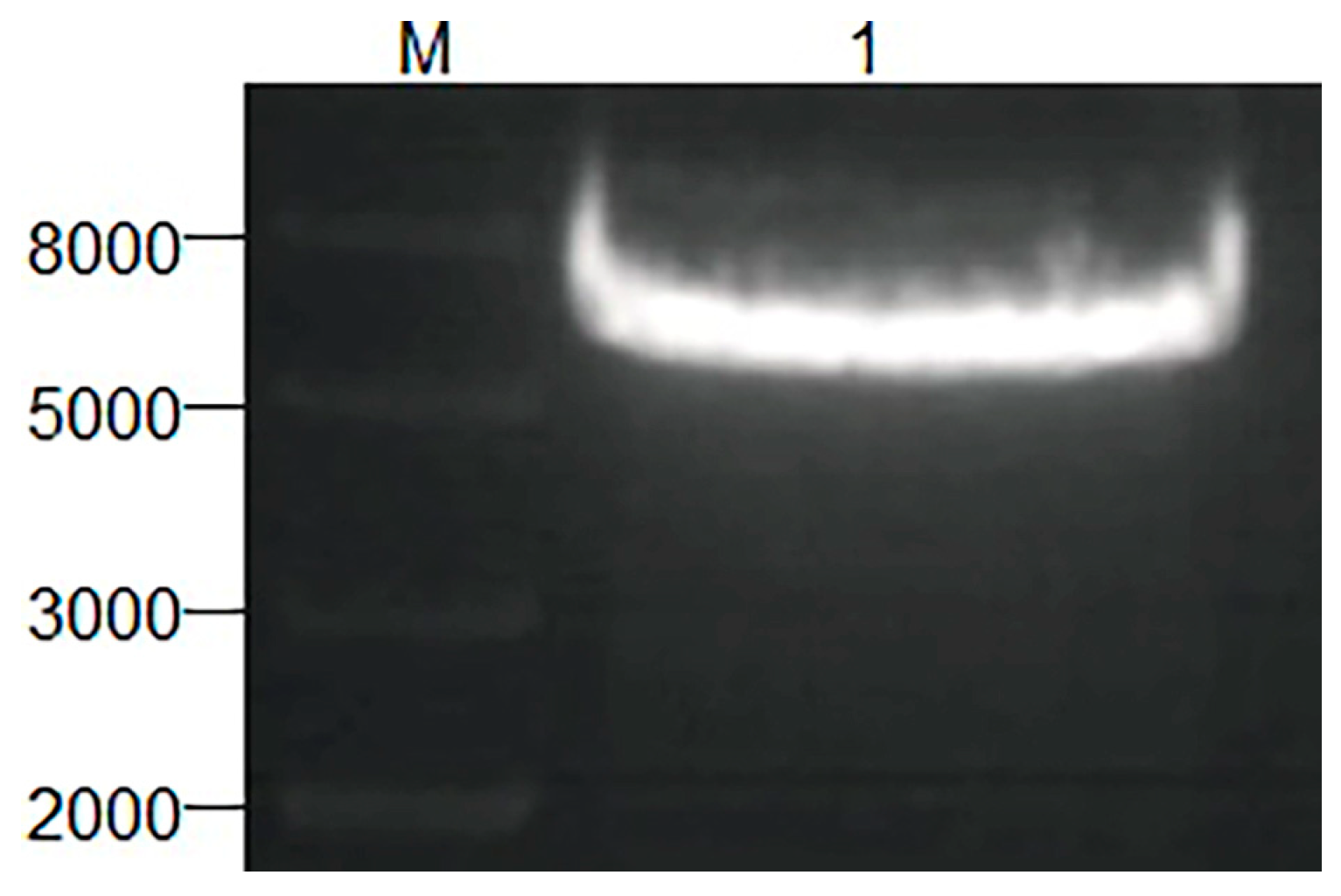 Applsci 13 06277 g002