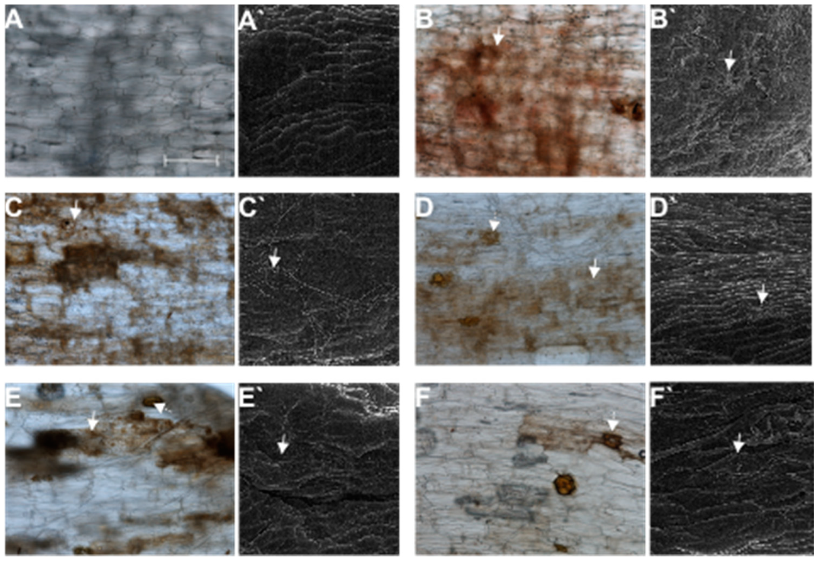 Applsci 13 06282 g005