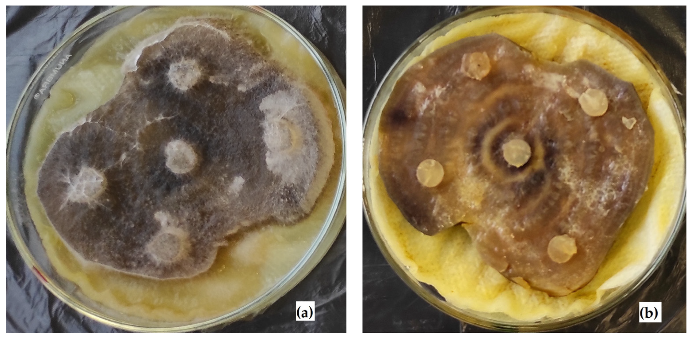 Applsci 13 06362 g005