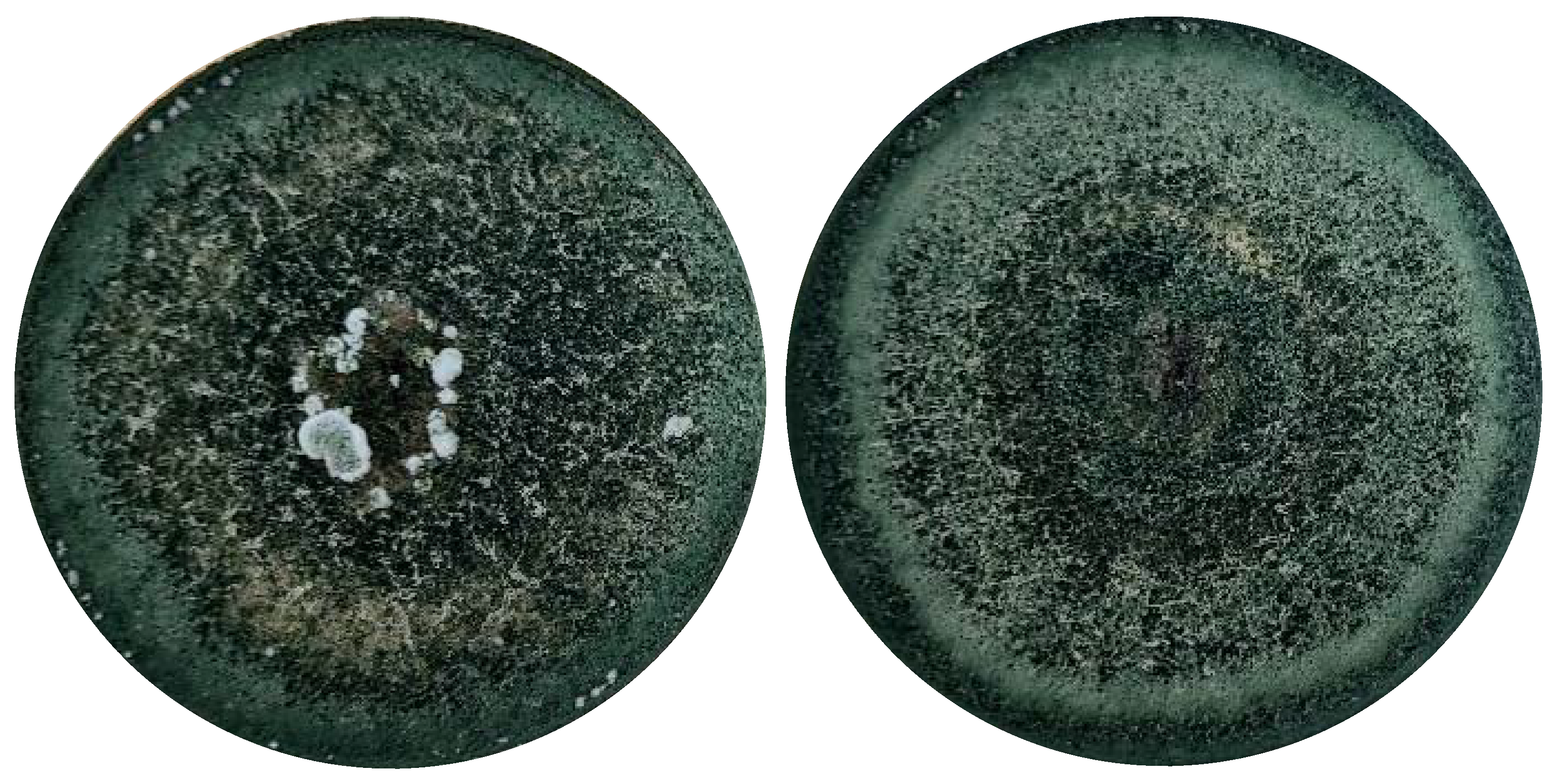 Applsci 13 06434 g001 Applsci 13 06434 g001