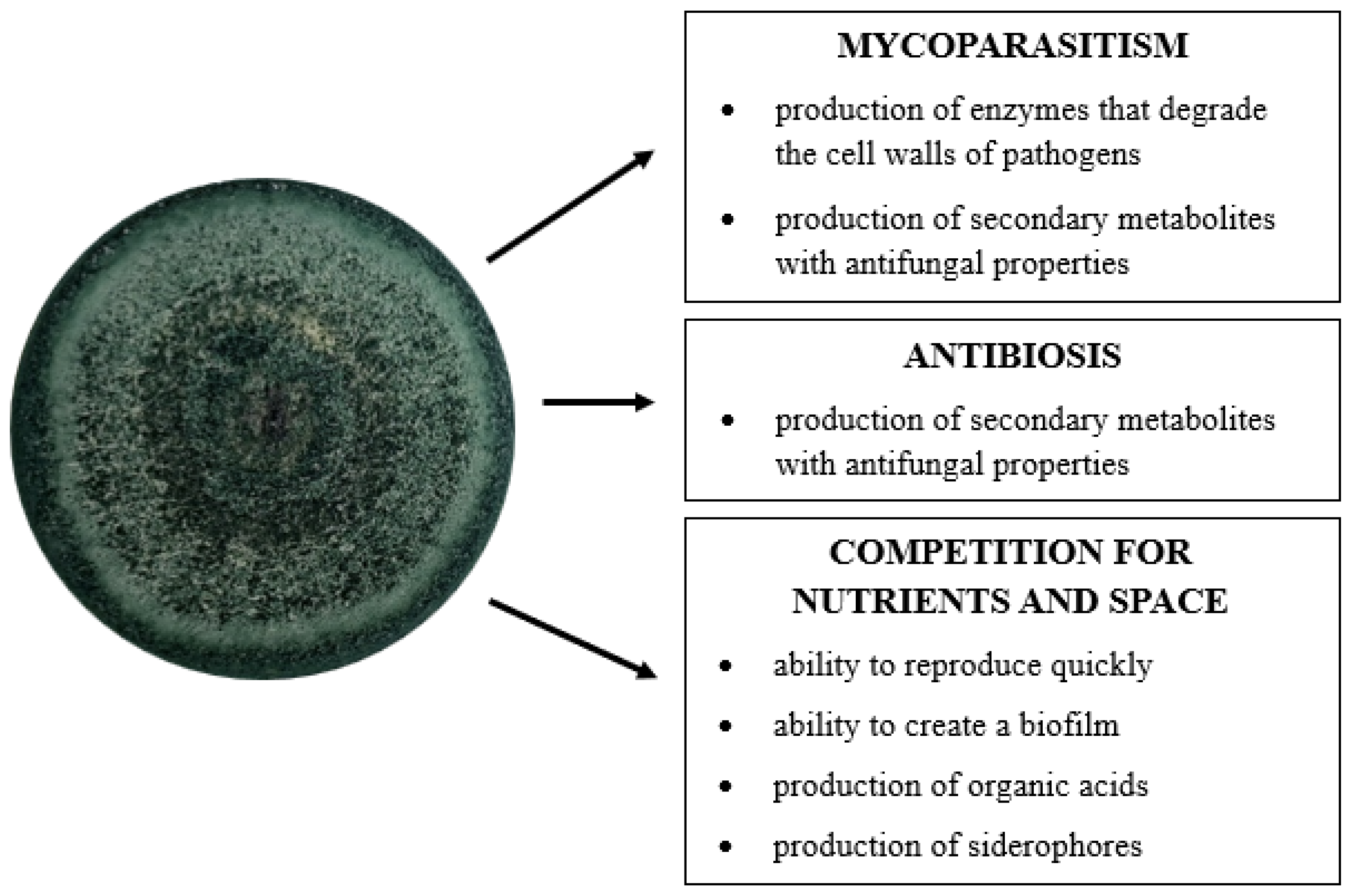 Applsci 13 06434 g002 Applsci 13 06434 g002