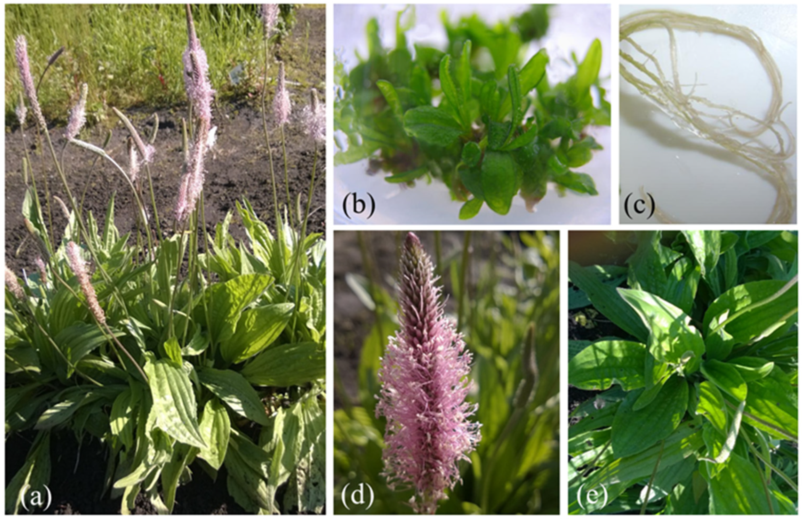 Applsci 13 07075 g001 Applsci 13 07075 g001