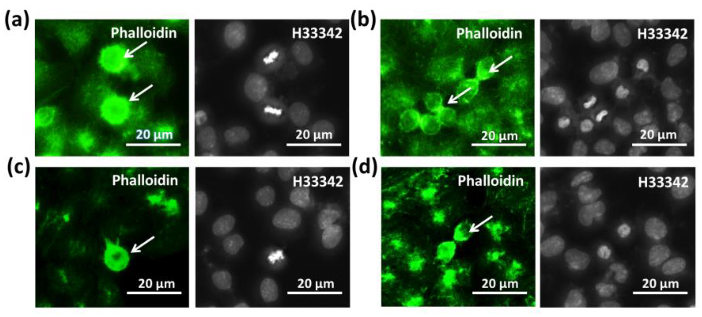 Applsci 13 07351 g005 Applsci 13 07351 g005