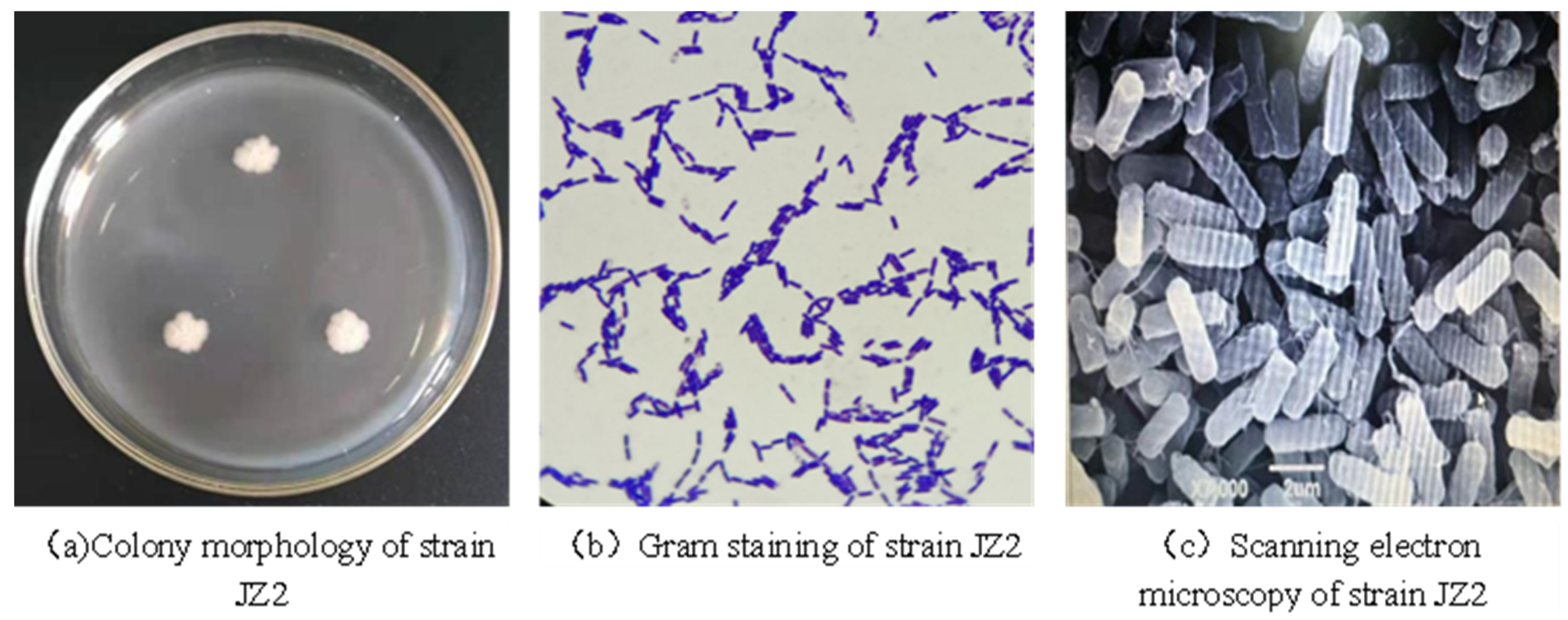 Applsci 13 07693 g002 Applsci 13 07693 g002