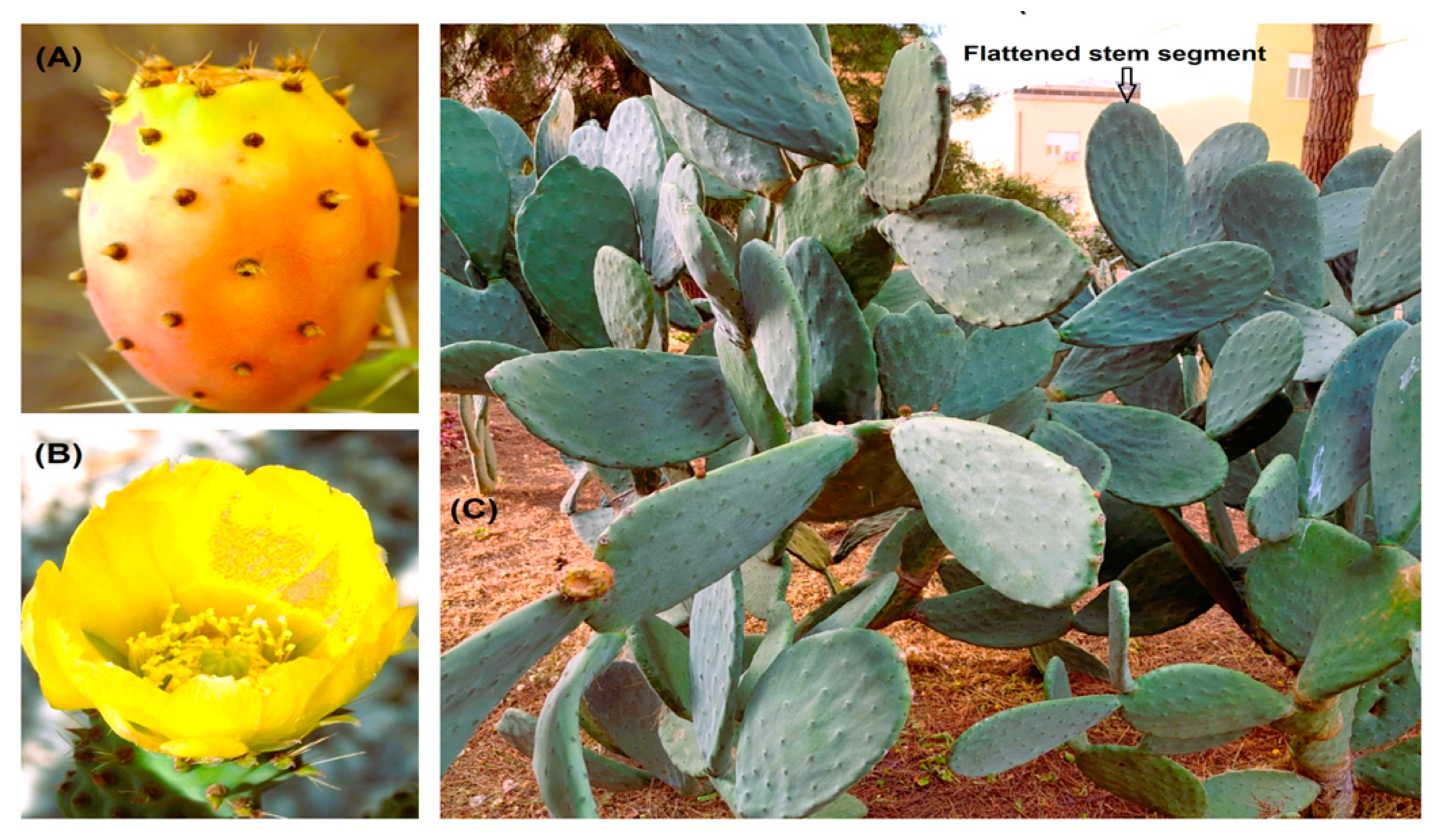 Applsci 13 07724 g001