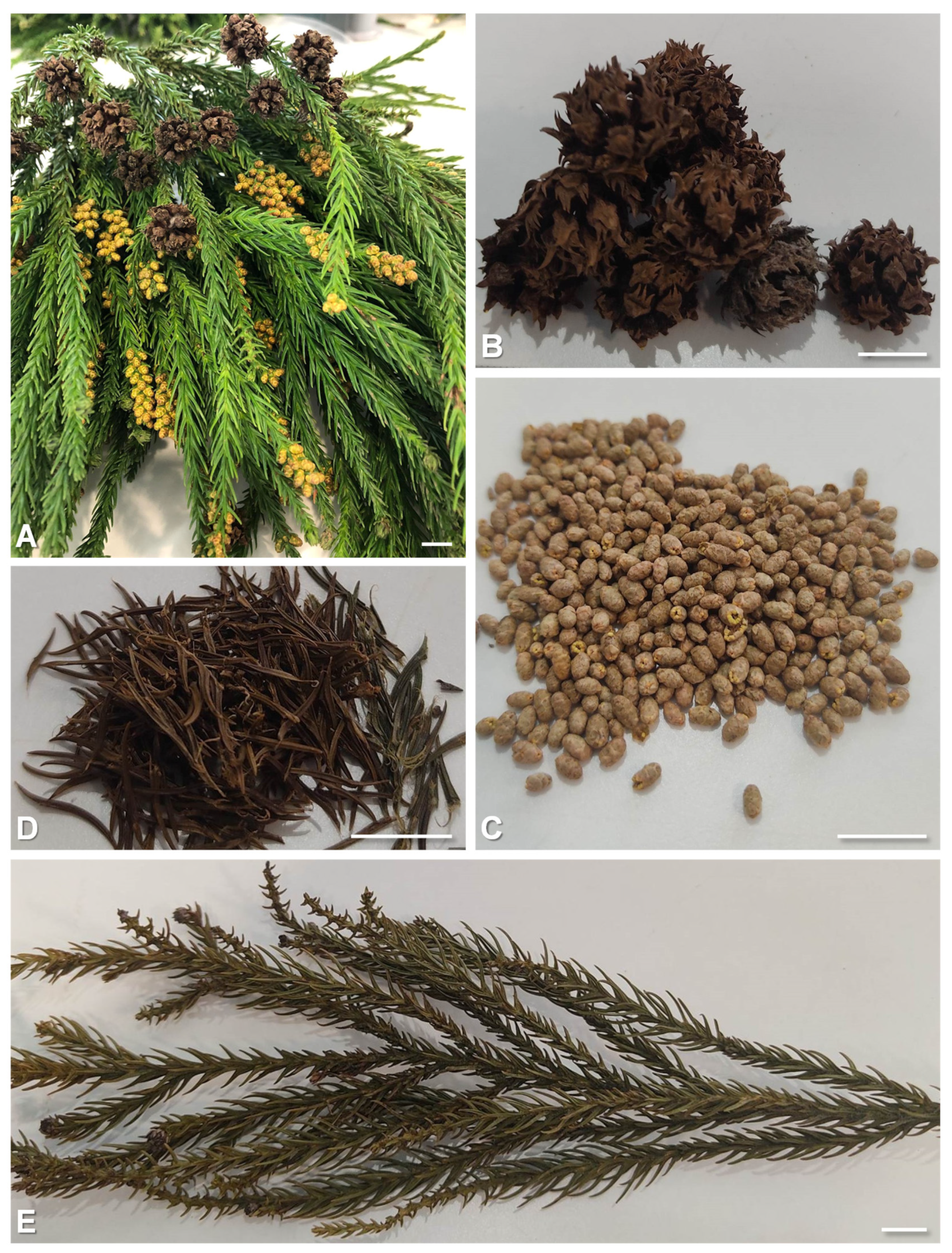 Applsci 13 08375 g001