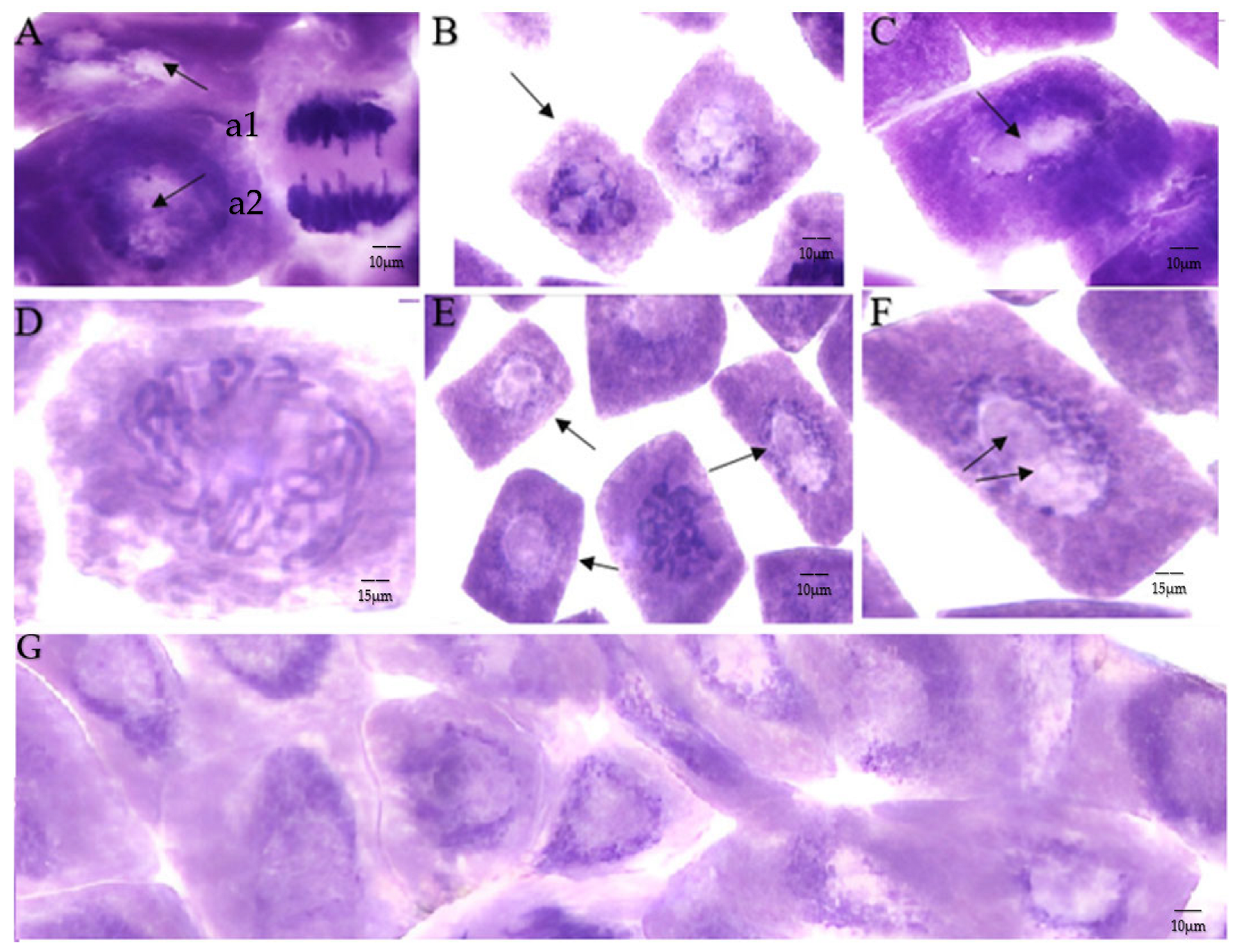 Applsci 13 08461 g004 Applsci 13 08461 g004