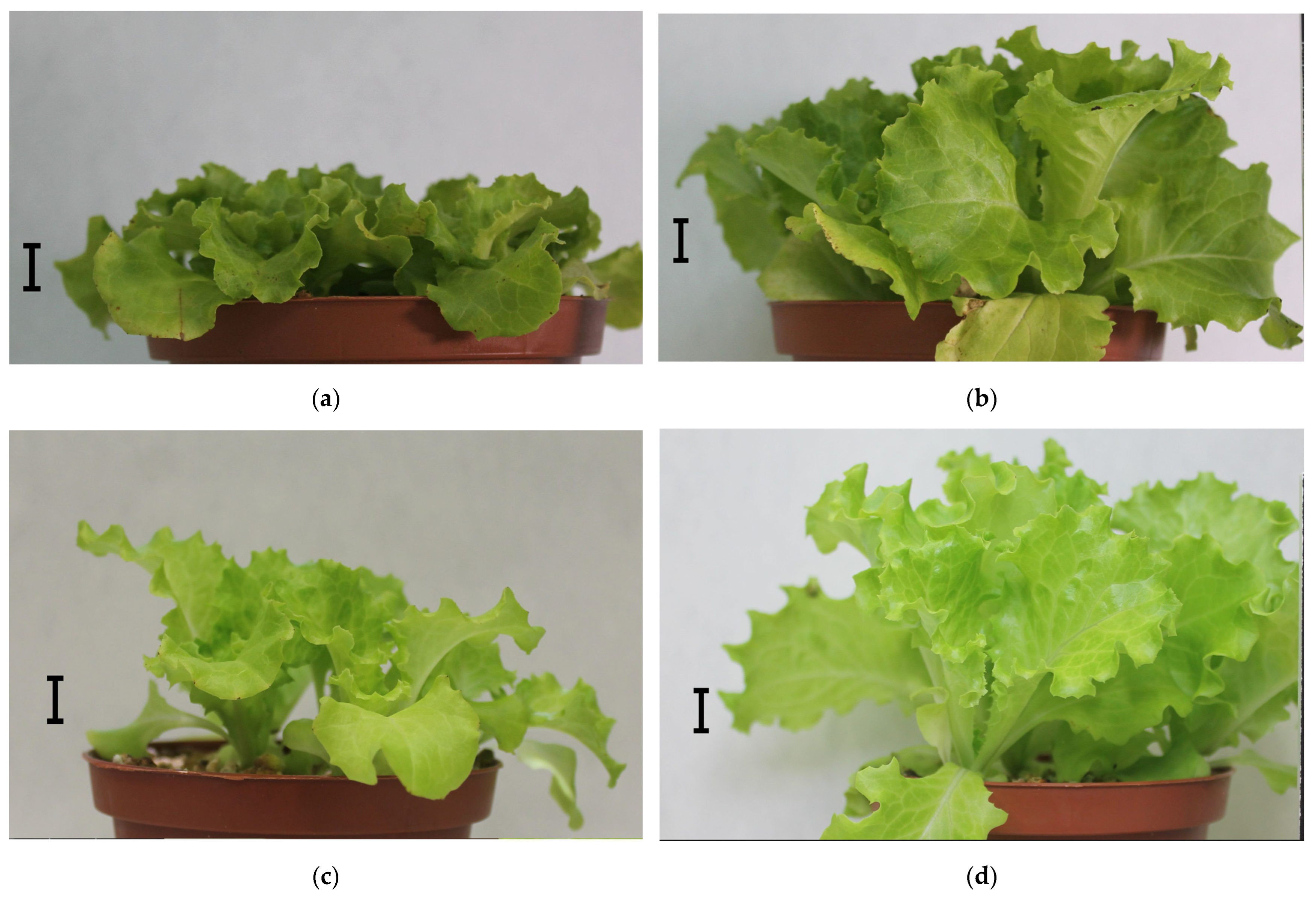 Applsci 13 08687 g006