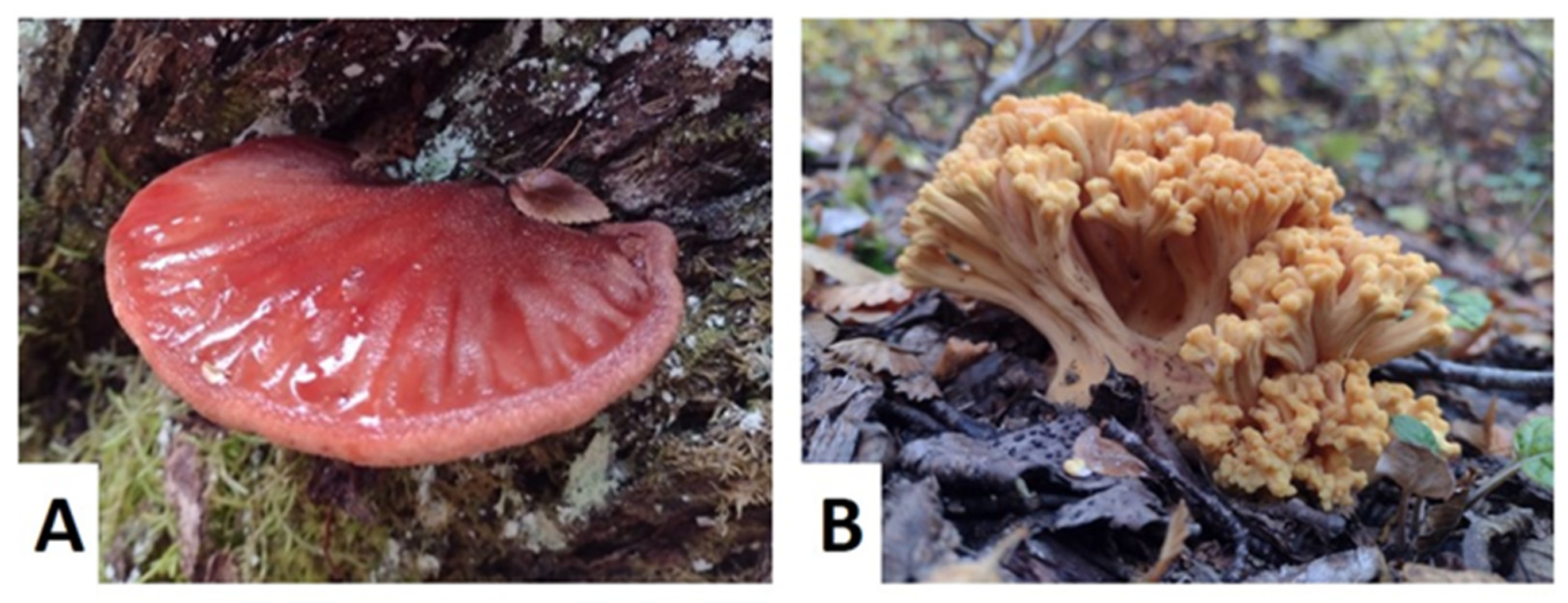 Applsci 13 08873 g001