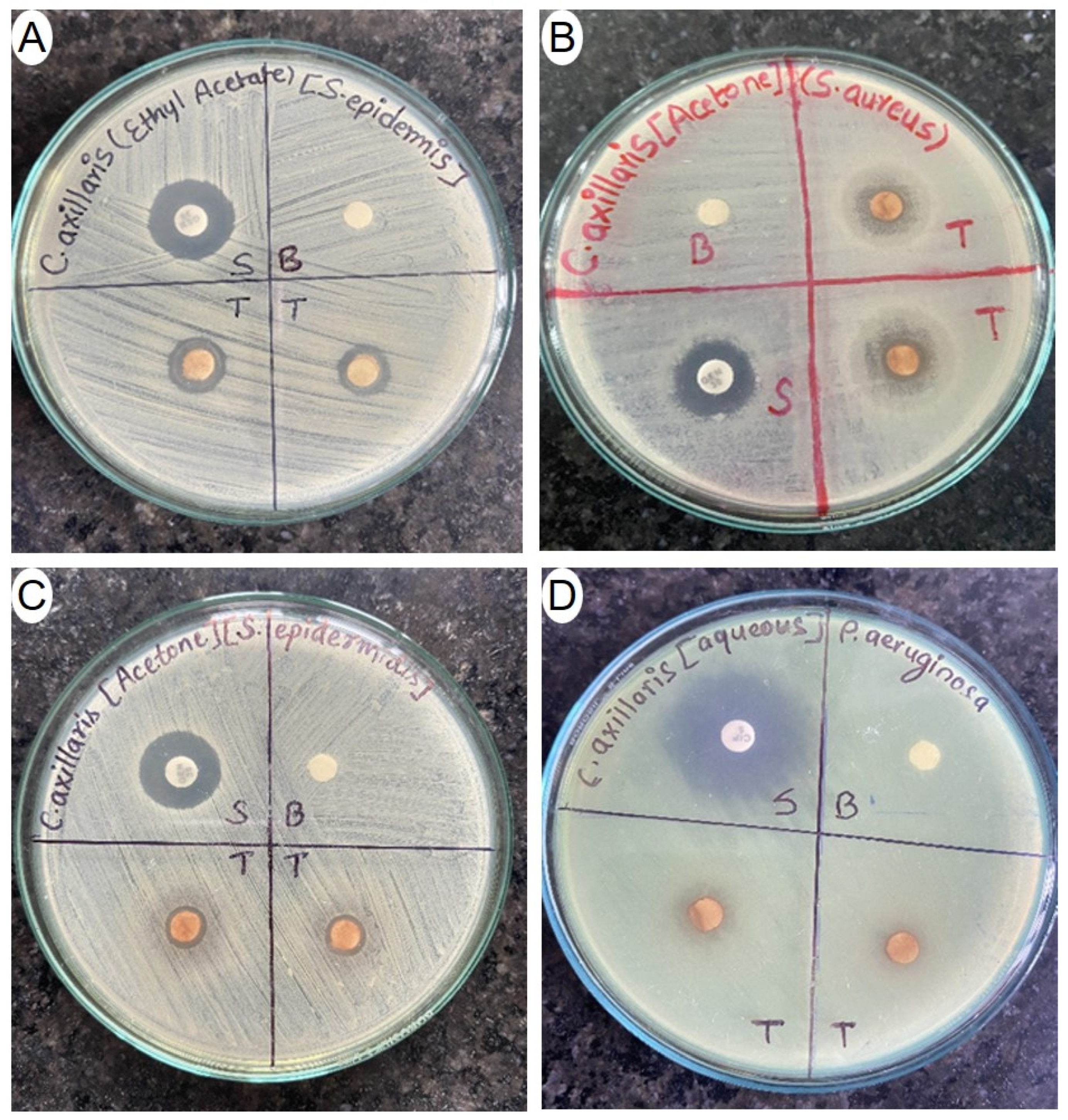 Applsci 13 08945 g004