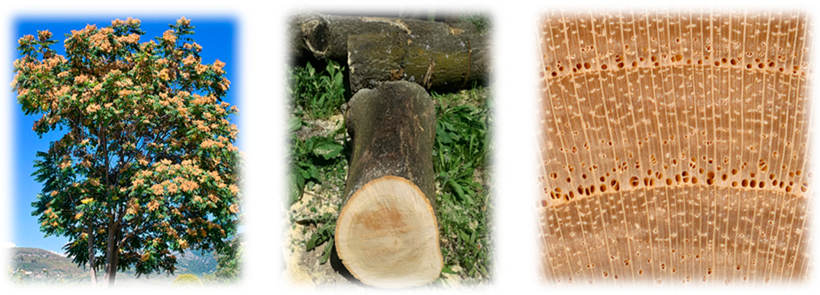 Applsci 13 09185 g001 Applsci 13 09185 g001