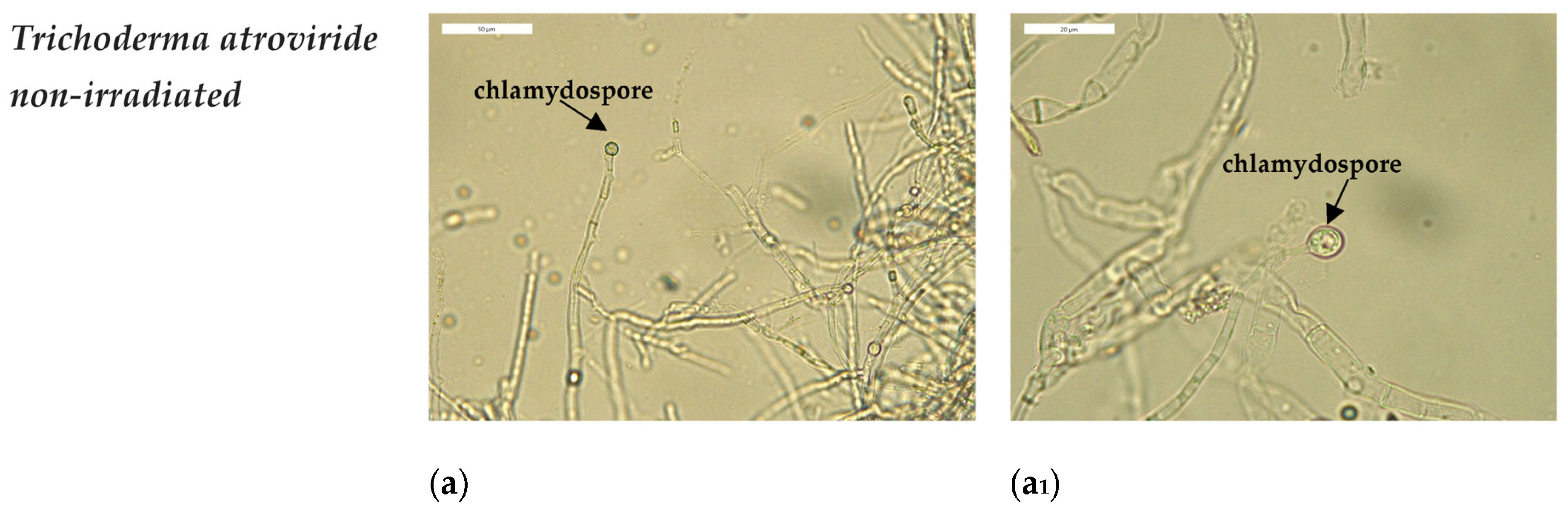 Applsci 13 09191 g005a