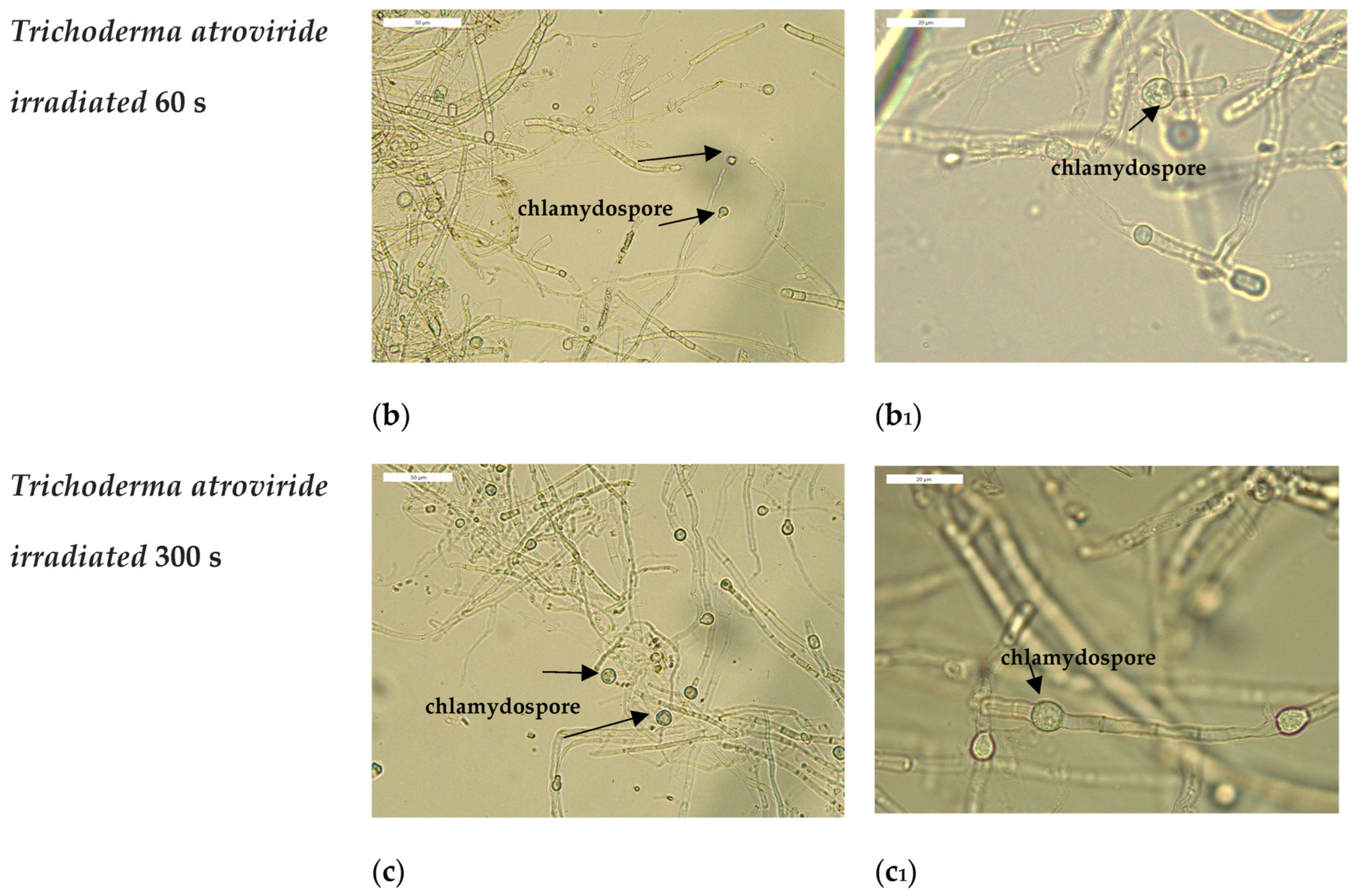 Applsci 13 09191 g005b