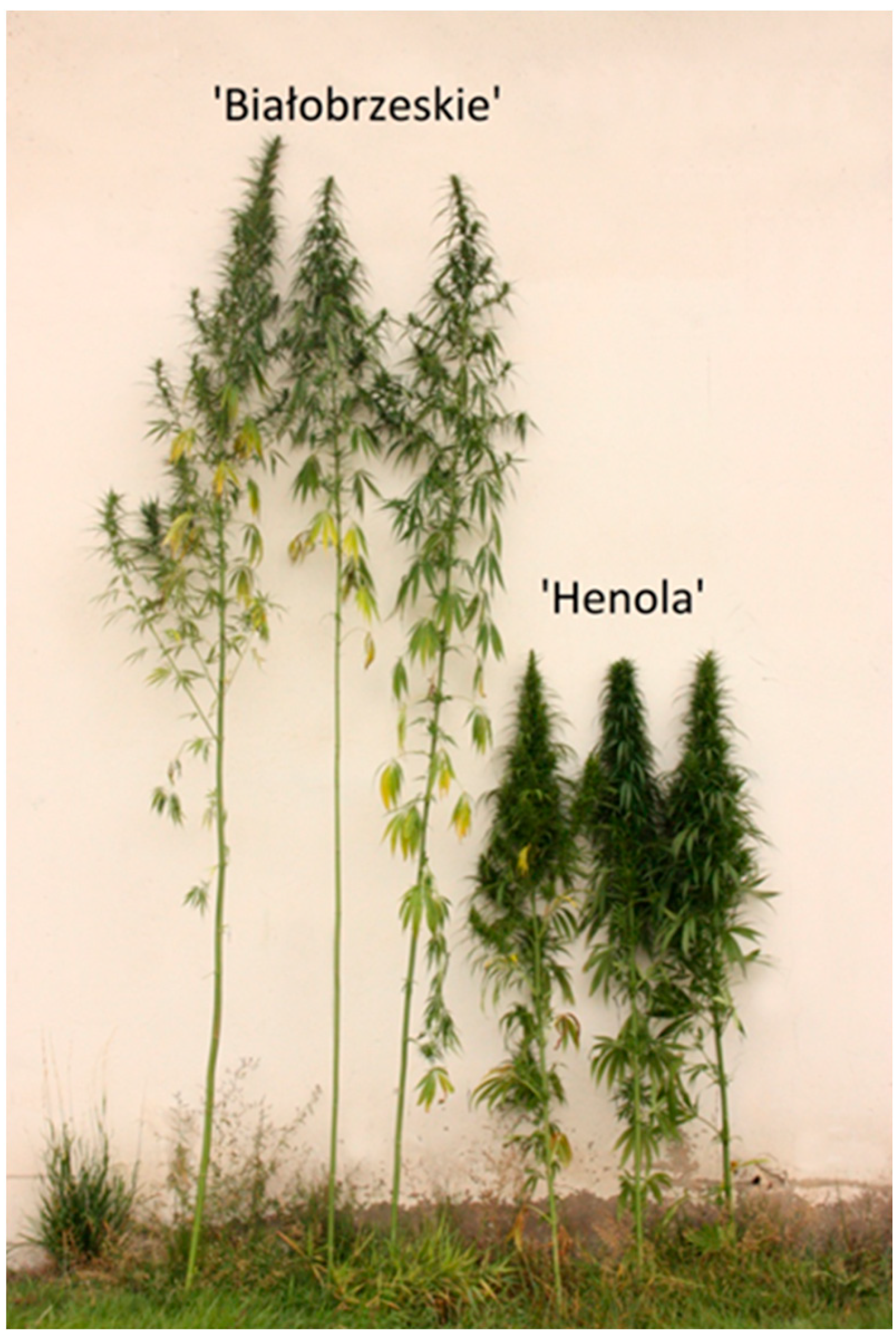 Applsci 13 09733 g004