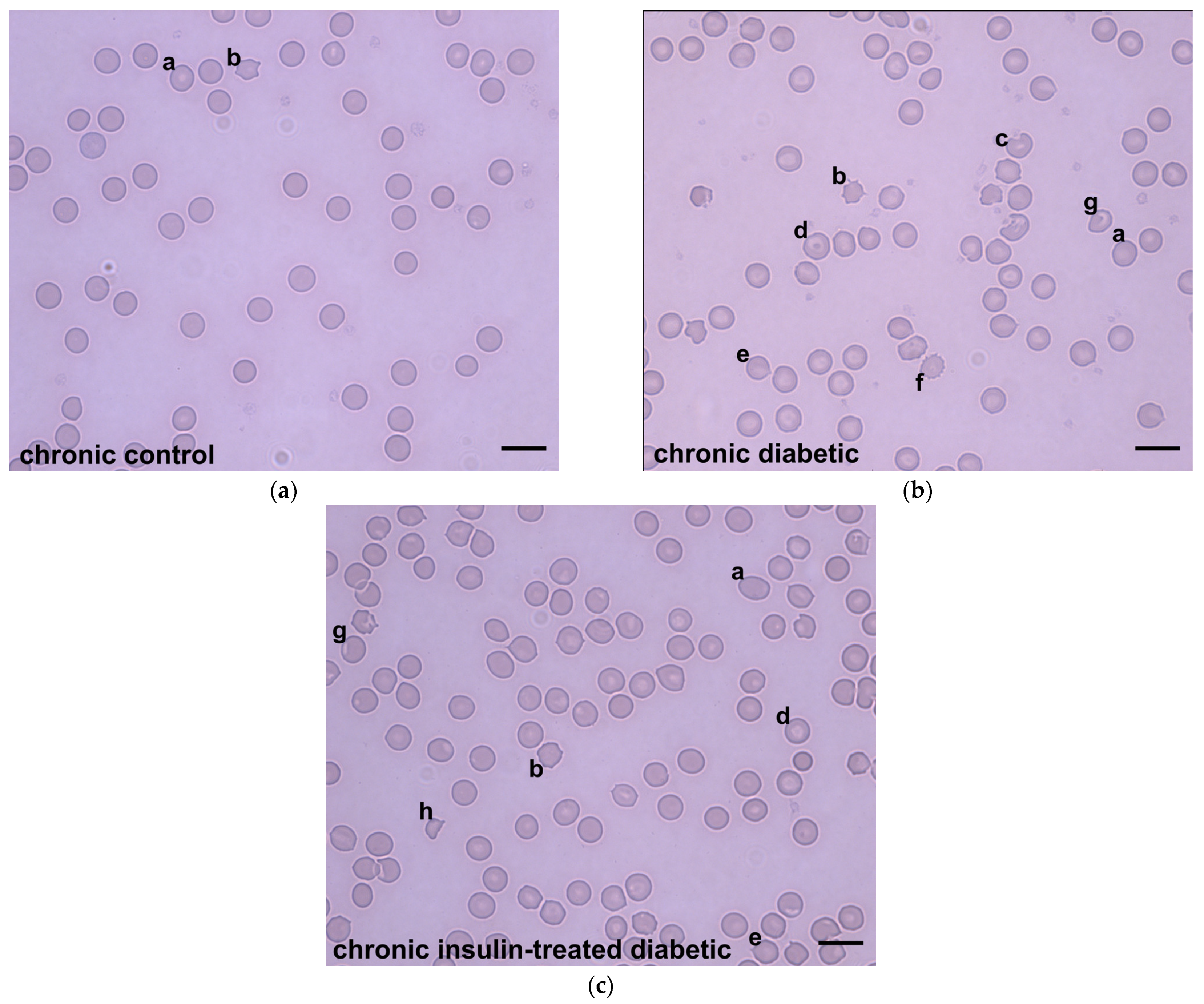 Applsci 13 09920 g004 Applsci 13 09920 g004